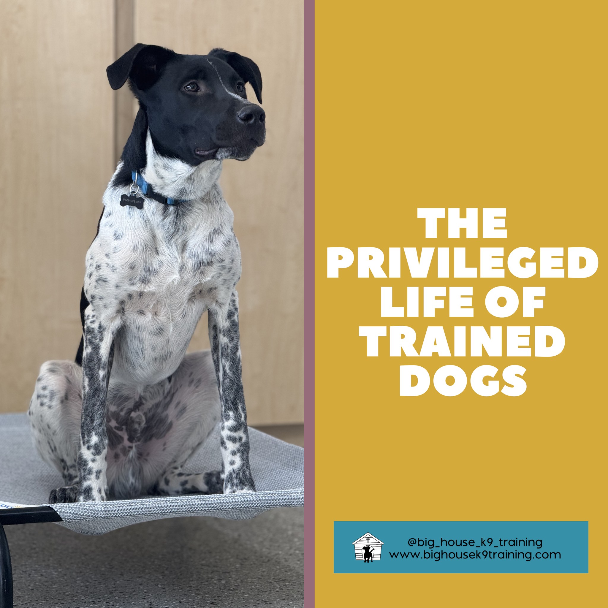 The privileged life of trained dogs.
A dog that knows āplaceā can be a pleasure to have around while you cook a decadent meal in the kitchen.
A dog that knows āleave itā can be a trusted companion to bring with on city adventures where litter and distractions can be quite frequent.
A dog that knows ācomeā can be a joy to bring on vacation or on visits to off-leash areas.
Dogs, and their people, that have completed comprehensive training programs are able to spend more time together because both ends of the leash understand how to navigate life confidently with the skills theyāve (both) acquired.
Training is the process of becoming in sync with your dog so that you both understand what is needed.
When that connection exists, thatās when people notice. Youāll hear comments like āwow! Heās so well-behavedā or āShe is such a polite little pup and you can really tell she adores you.ā
Itās a relationship like no other. Curious if this is possible for you and pup? Letās have a conversation about where youāre at - comment or message us ātrainā to start.
#rewardbasedtraining #dogtrainingtips #fearfreedogtraining #fearfreetraining #bhk9training #bhk9trainer #bhk9train #DogTraining #casagrandeaz #positivereinforcement #positivereinforcementtrainer #casagrande #bighousek9trainer #positivereinforcementtraining #bighousek9training