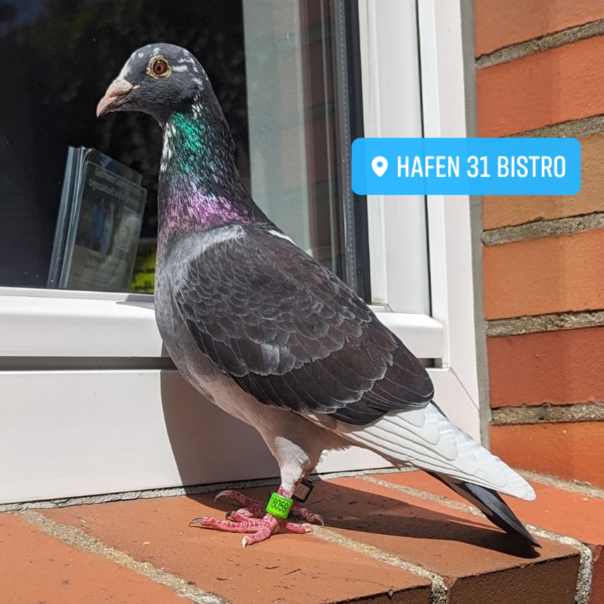 Eine hübsche Brieftaube aus England pausiert seit paar Tagen im Hafen 31. Moin! Eine Schale mit Wasser und Futter stehen natürlich bereit 😉 #brieftauben #hafen31 #amrum
