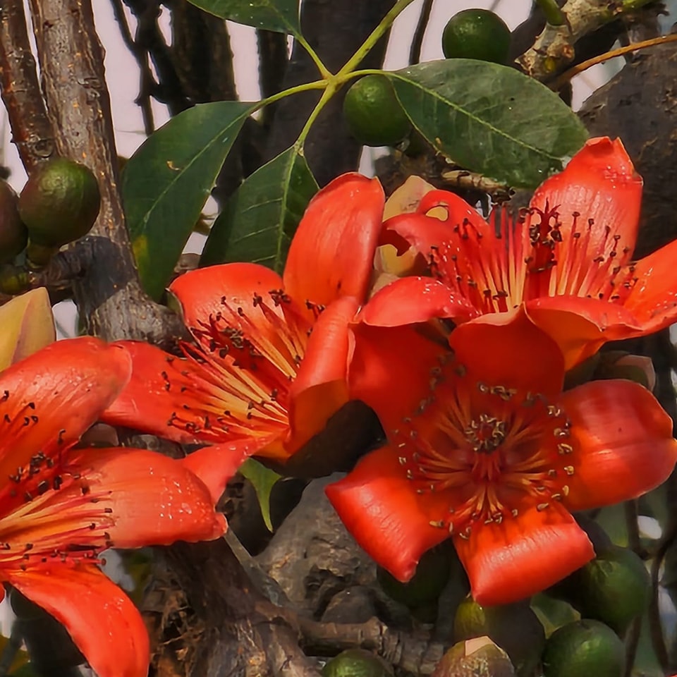 What a tree! The view from our palace rooftop.
Available for private bookings 😉
#palacelife #heritagepalace #suryakaiserpalace #spring #saveatree #hotelsurya #varanasi