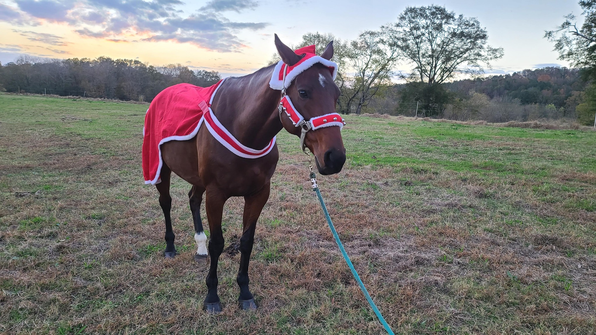 Even our horses are in the spirit! Just 7 more days. REMINDER: We are open every day, even on holidays. Sunrise to sunset. Call ahead of time if you have any questions about how to pay the $10 fee. Also, Coggins required.
