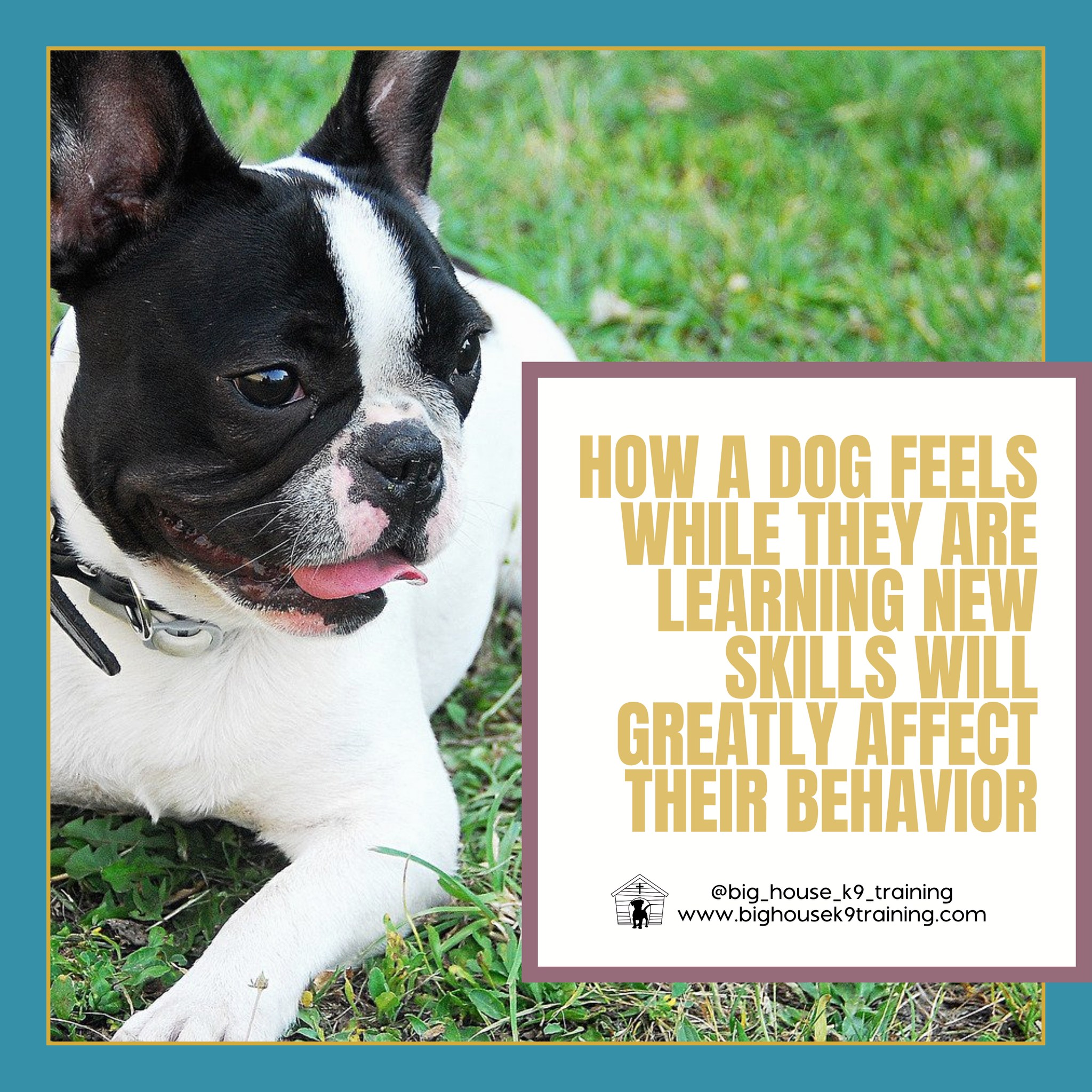 Do you remember your favorite teacher from grade school?
You do? Great!
They likely made you feel heard and brought some joy and fun into the mix.
Now think about the subject they were teaching. Even if it was hard, were you still motivated to try?
The teacher and their teaching methods greatly influence a studentās ability to grasp the material that is being taught.
The same applies to dog training.
How a dog feels while they are learning new skills will greatly affect their behavior.
It can be the difference between asking politely for a āSitā and your dog slams his hindquarters down to the ground with a wagging tail. OR a dog that must be commanded to comply with multiple requests.
Both dogs know to sit. But they FEEL differently about the experience - and it shows.
Helping families achieve an enthusiastic relationship with their dogs is a daily highlight of this work that keeps us going.
Curious about how we accomplish this kind of result? Message or comment ātrainā and weāll chat!
#rewardbasedtraining #dogtrainingtips #fearfreedogtraining #fearfreetraining #bhk9training #bhk9trainer #bhk9train #DogTraining #casagrandeaz #positivereinforcement #positivereinforcementtrainer #casagrande #bighousek9trainer #positivereinforcementtraining #bighousek9training