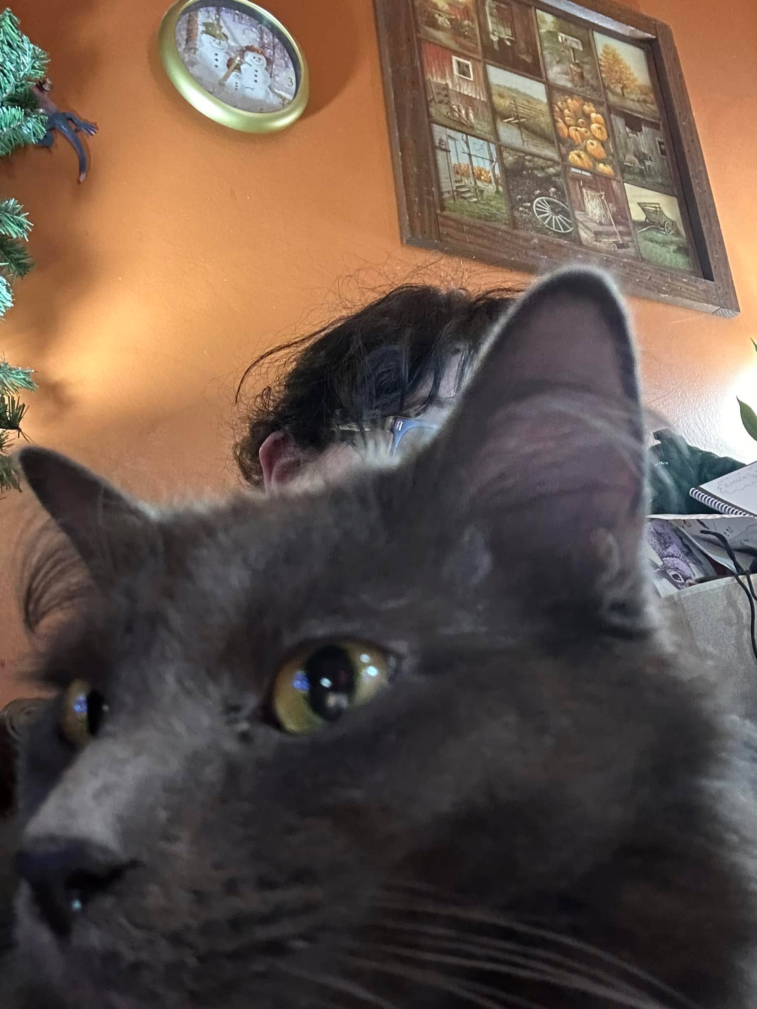 There’s nothing quite as relaxing and zen as trying to work on websites for the holiday rush with a 7 pound ball of adorableness shoving his butt in your face.