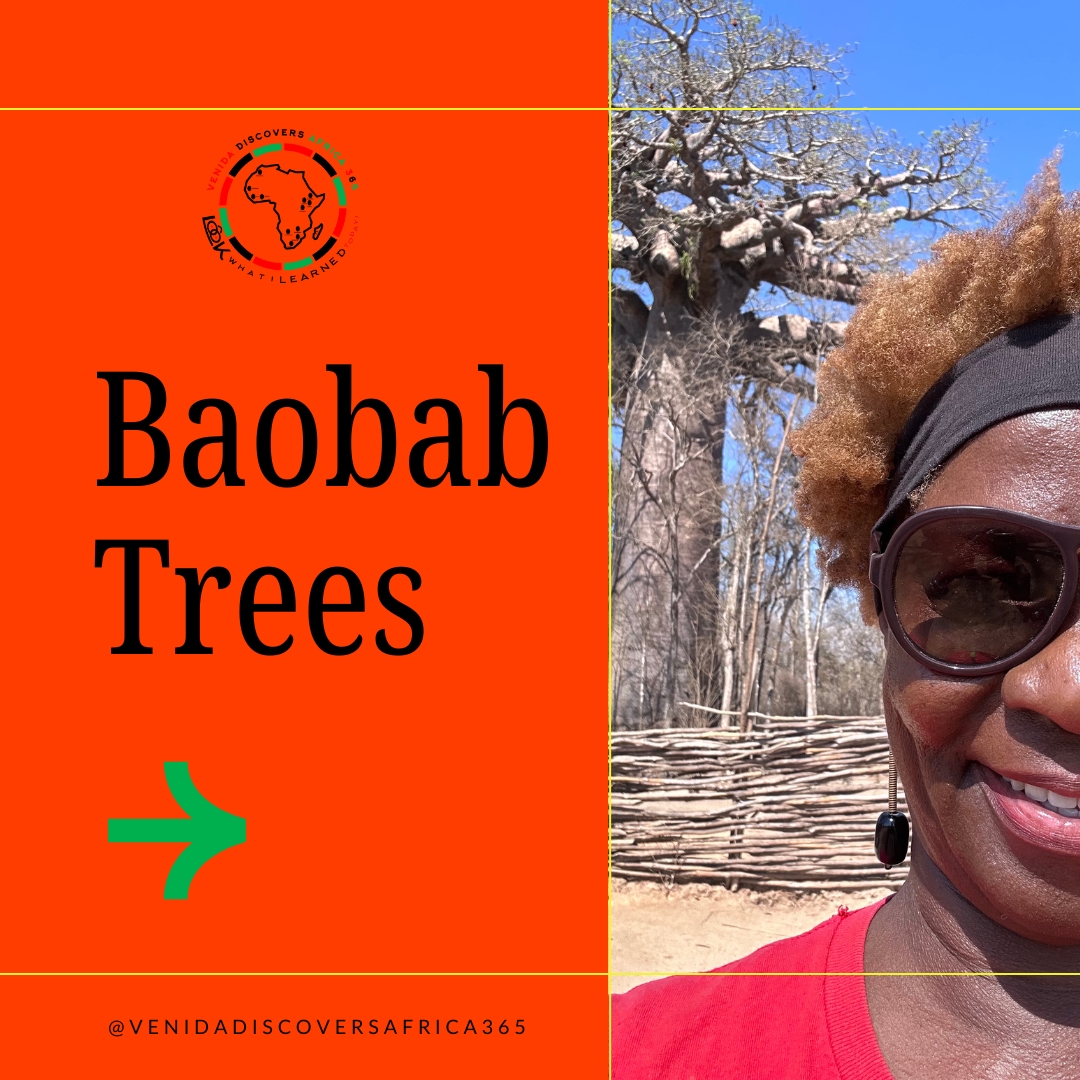 Can we talk about Madagascar’s iconic baobab trees?—these ancient giants are straight out of a fairy tale! 😍 Some are over 1,000 years old, and they store thousands of gallons of water inside their trunks. Think nature’s survival experts! 🌿💦
But the real showstopper? Avenue of the Baobabs—a dreamy, golden-lit road lined with towering trees that will have you questioning if you just stepped into a fantasy world. 🌅🔥
Would you visit this magical place, 4th largest island in the world? Drop a 🌳 in the comments if Madagascar is calling your name! ✈️💚
#VenidaDiscoversAfrica365 #BaobabWonders #MadagascarMagic #TreeOfLife #NatureLover #BucketListAdventures