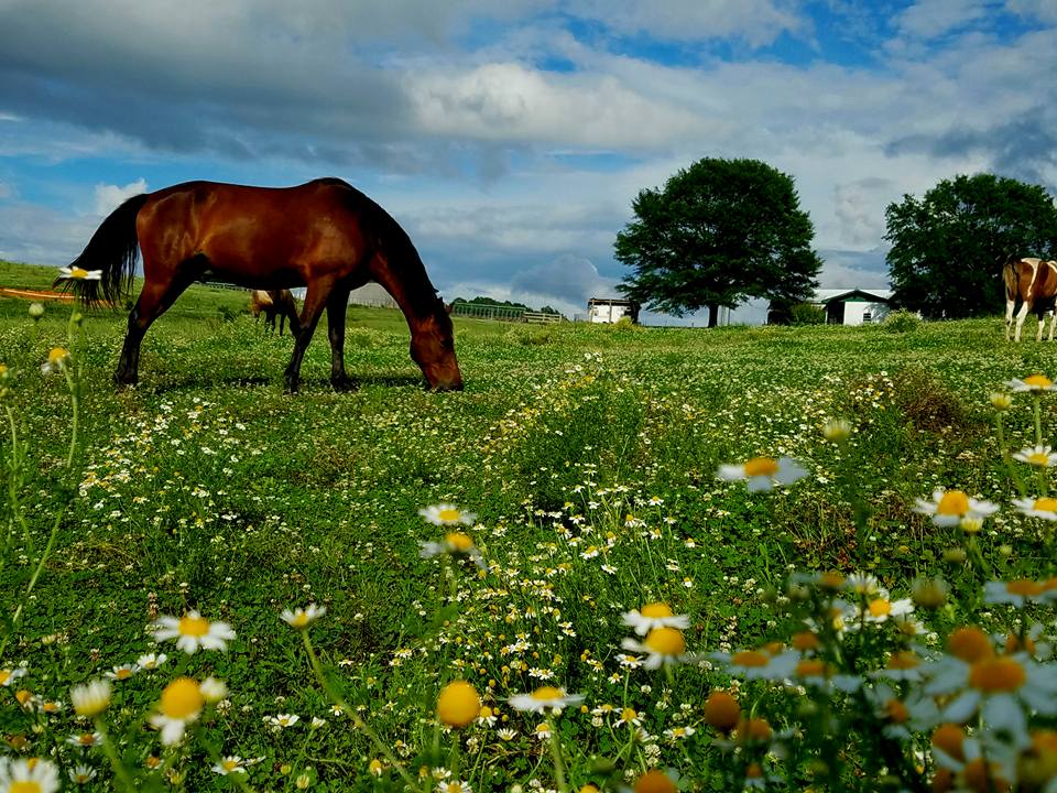 Nature's bounty at Shel-Clair.