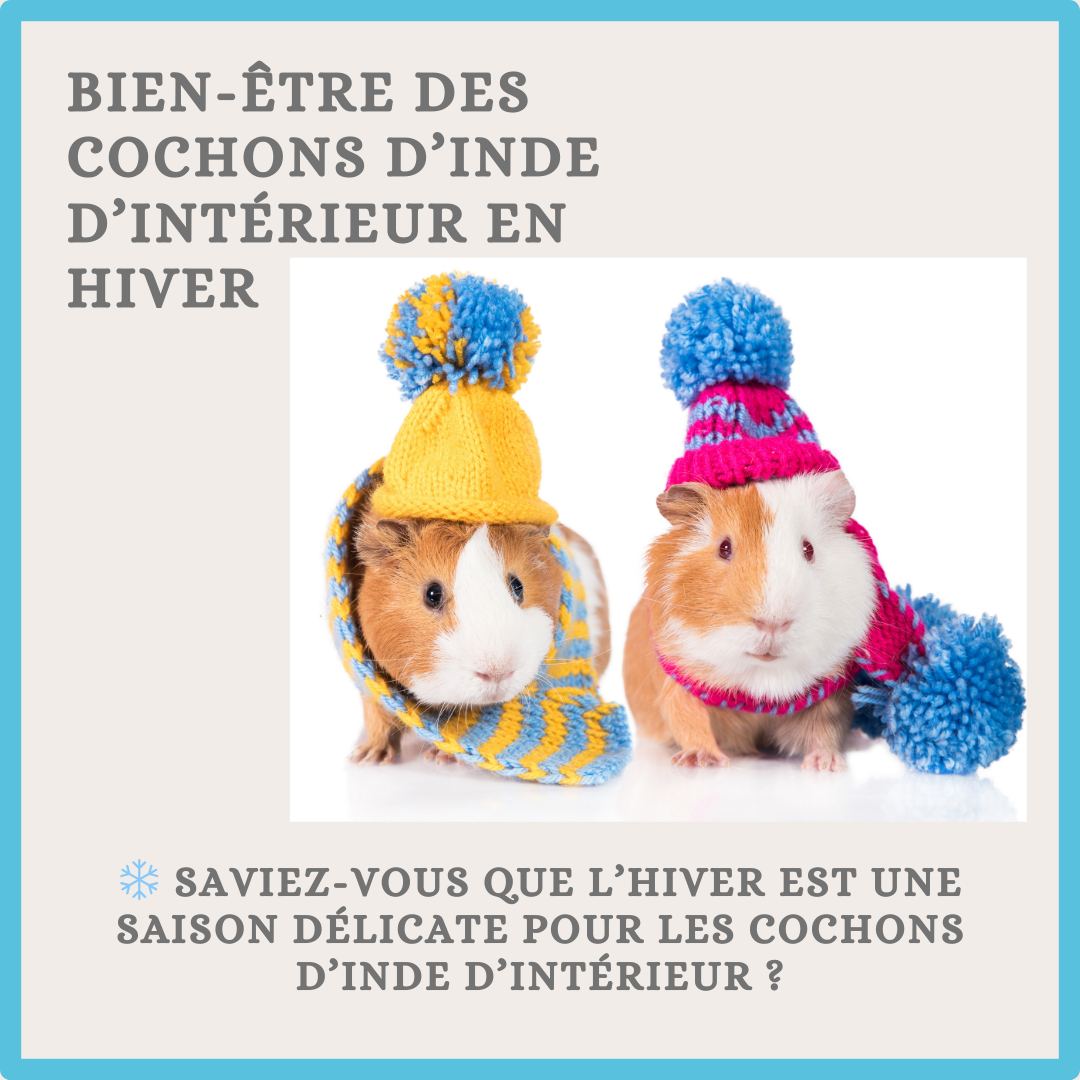 ❄️ Saviez-vous que l’hiver est une saison délicate pour les cochons d’Inde d'intérieur ? 🐹
Les cochons d’Inde tolèrent mieux le froid que la chaleur excessive, mais attention, l’hiver reste une période où ils ont besoin d’une attention particulière.
⚠ Et surtout : ne les sortez jamais en promenade à l’extérieur pendant cette saison. 🌬️ Un changement brutal de température peut leur être fatal, même pour un court instant.
📖 Voici nos conseils essentiels pour leur offrir un hiver chaleureux et sécurisé :
🌡️ Température idéale : Maintenez leur environnement entre 18-22°C (et au moins 24°C pour les skinny).
🥦 Boostez leur alimentation :
En hiver, l’alimentation joue un rôle clé dans leur bien-être. Ajoutez :
Des légumes riches en vitamine C comme le poivron, aubergine, .. pour renforcer leur système immunitaire.
Des herbes séchées telles que le plantain lancéolé, qui sont une excellente source de fibres et d’éléments nutritifs pour aider leur digestion et leur vitalité.
🌬️ Abri sans courants d’air : Placez leur enclos dans un endroit bien isolé, à l’abri des fenêtres et des portes où les courants d’air pourraient les atteindre.
🛏️ Un nid bien chaud : Installez nos tapis en polaire ou paniers festifs dans leur espace pour les garder au chaud et leur offrir un nid douillet.
👉 Swipez pour plus de conseils pratiques !
⛄Découvrez nos accessoires adaptés pour l’hiver. (lien dans la bio)
📸 Partagez vos astuces et montrez nous comment vos cochons d’Inde restent cosy cet hiver en nous taguant !
En ce moment, profitez de - 20 % avec le code NOEL20 jusqu'au 10 décembre
💙 Prenez soin de vos petits compagnons avec amour et chaleur grâce à Quartier des Nacs. 🐾 #cochondindes #accessoiresanimaux #bienetreanimal #accessoiresrongeurs
