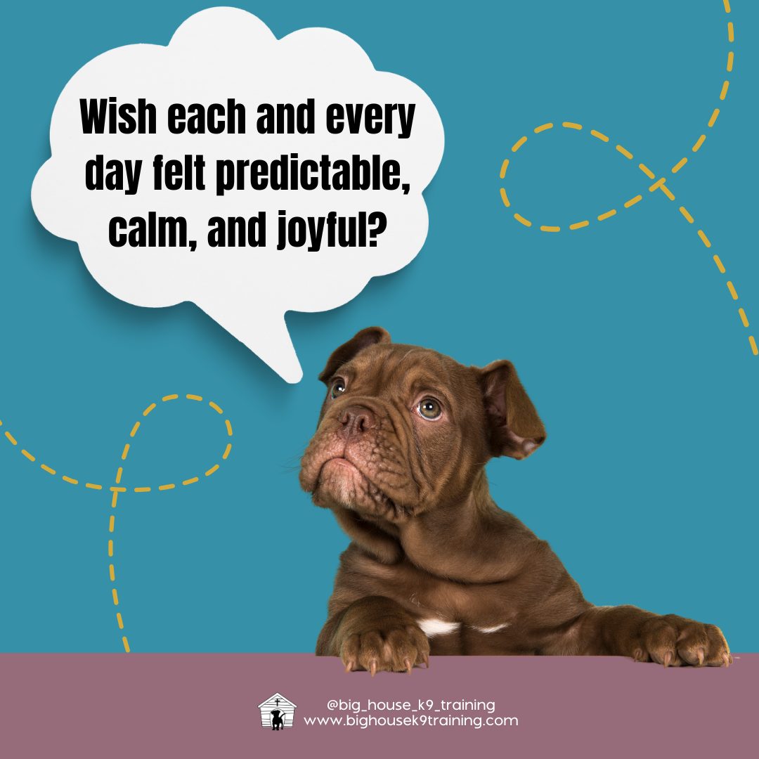 Are you looking to begin your dogās training journey or improve upon what youāve already started?
We help dog owners at all stages of life with their dogs.
Maybe you just moved and some of your dogās old habits have resurfaced.
Maybe youāve just brought home a newly adopted dog that needs some extra support with the adjustment.
Loving dog guardians bring us into the fold for a variety of reasons.
The reality is the sooner we work together the sooner you can get to the stage of having a well-mannered dog that fits effortlessly into your lifestyle.
As the proverb says "The best time to plant a tree was 20 years ago. The second best time is today." This essentially means the ideal time to start may have passed, but the next best option is to begin now.
Is it time to finally make a change? To get the family onboard? So that 6 months from now, each and every day feels predictable, calm, and joyful?
We have a few openings in our schedule for new clients - comment ātrainā below or message us to start a conversation about what training with us can look like.
#rewardbasedtraining #dogtrainingtips #fearfreedogtraining #fearfreetraining #bhk9training #bhk9trainer #bhk9train #DogTraining #casagrandeaz #positivereinforcement #positivereinforcementtrainer #casagrande #bighousek9trainer #positivereinforcementtraining #bighousek9training