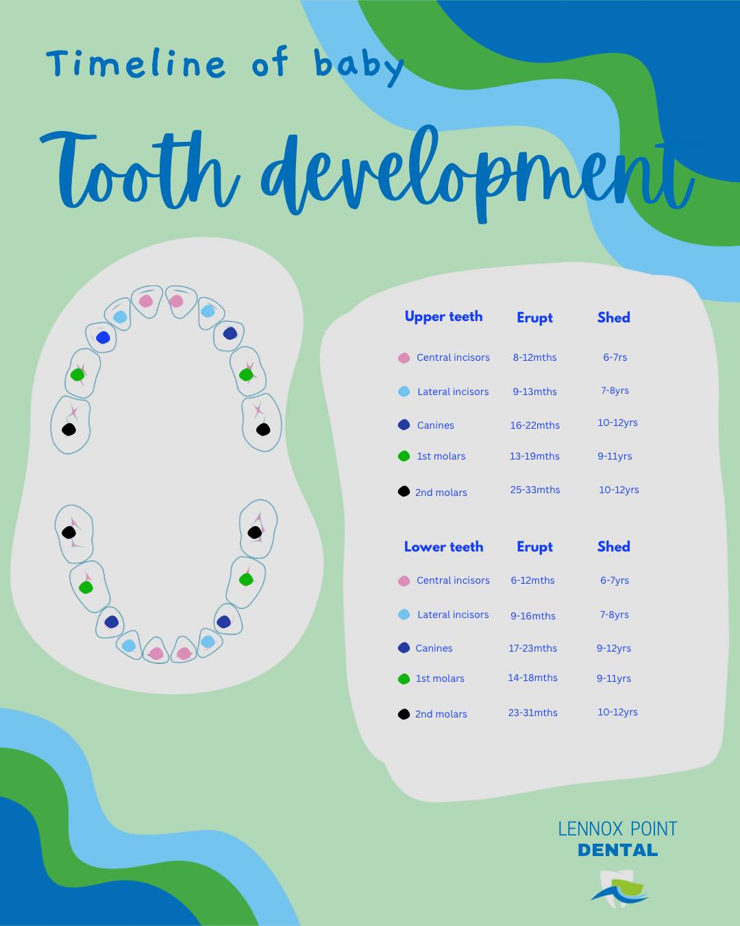 When will my child’s first teeth erupt?
When will my child lose their baby teeth?
These are common questions parents ask and it can be confusing wondering when teeth will erupt and when they will fall out, making way for permanent adult teeth. This guide shows approximately what age a child will develop their first baby teeth, as well as the age they are expected to lose these teeth.
It is important to remember that this is only a guide and will not necessarily be 100% accurate for all children. Every child will develop at a different rate. If you are concerned with the development of your child’s teeth schedule an appointment with your dentist to discuss your concerns.
#babyteeth #toothdevelopment #teething #teethingguide #localdentist #lennoxhead #babyhealth #lennoxpointdental