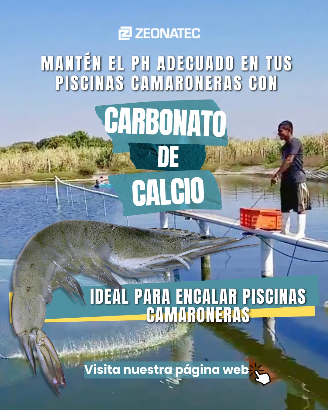 El carbonato de calcio✨ es una sustancia natural que ayuda a mantener el pH del agua en niveles óptimos para la salud de tus camarones.🦐
Además, previene la acidificación del agua y evita la acumulación de metales pesados en el fondo de la piscina.
🔹CARBOKING - CARBONATO DE CALCIO
🔹MALLA 200/325 SACOS DE 45Kg
https://www.zeonatec.com/carbokingcarbonatodecalcio
Contáctanos para más información: 📲 0963241660
#carbonatodecalcio #piscinascamaroneras #saludacuícola #cuidadodelmedioambiente #piscinascamaroneras #produccionacuicola #cultivodecamaron #larvasdecamaron