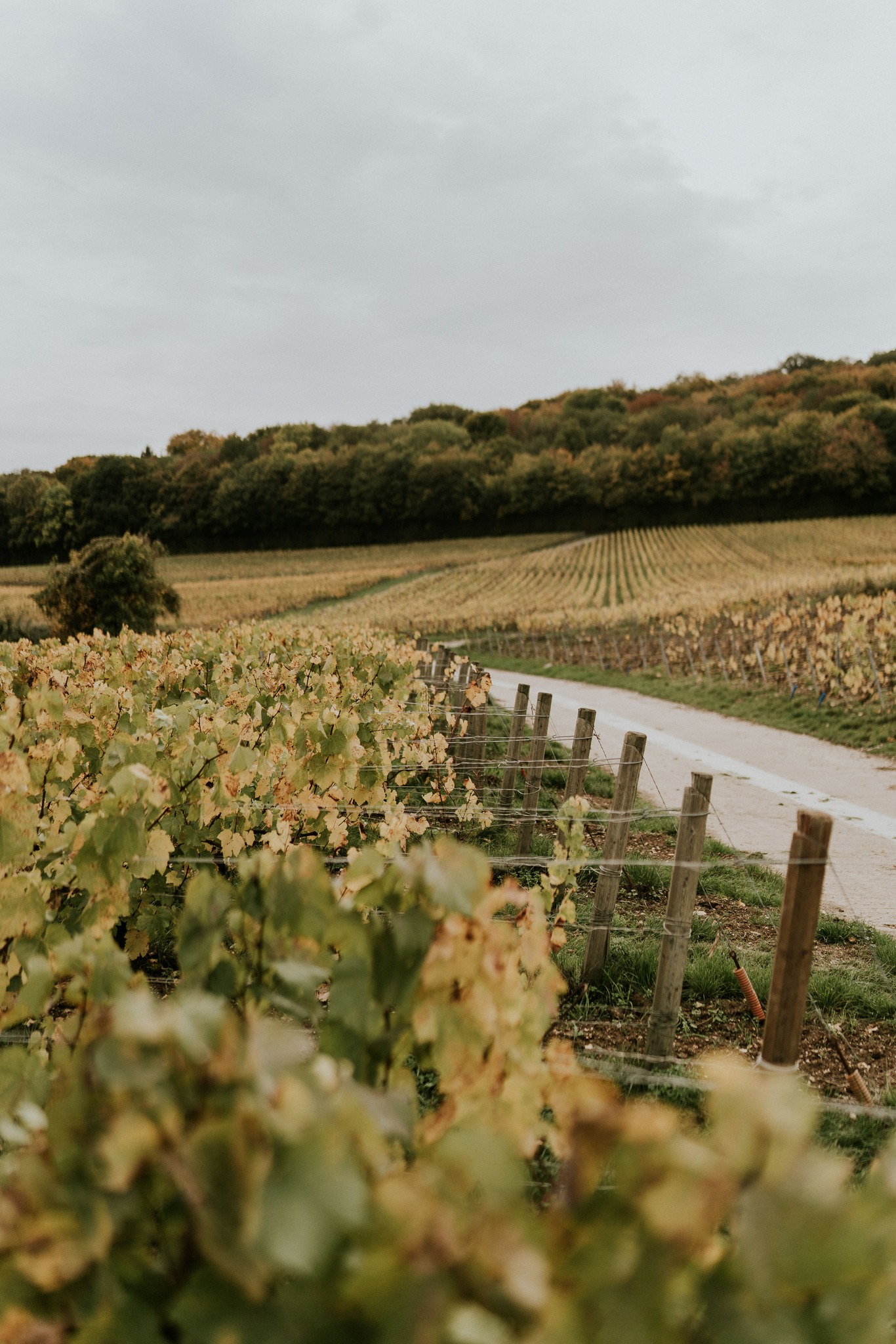 Last moments with these colors ⚡️
Le début de la saison de taille n'est pas très loin..
📸 @mariehelene_madameb
#fall #lesbroccots #villersmarmery #1ercru #piquetbois #lastmoments #champagneamargaine #margaine #champagne #winemaker #winegrower #vineyard