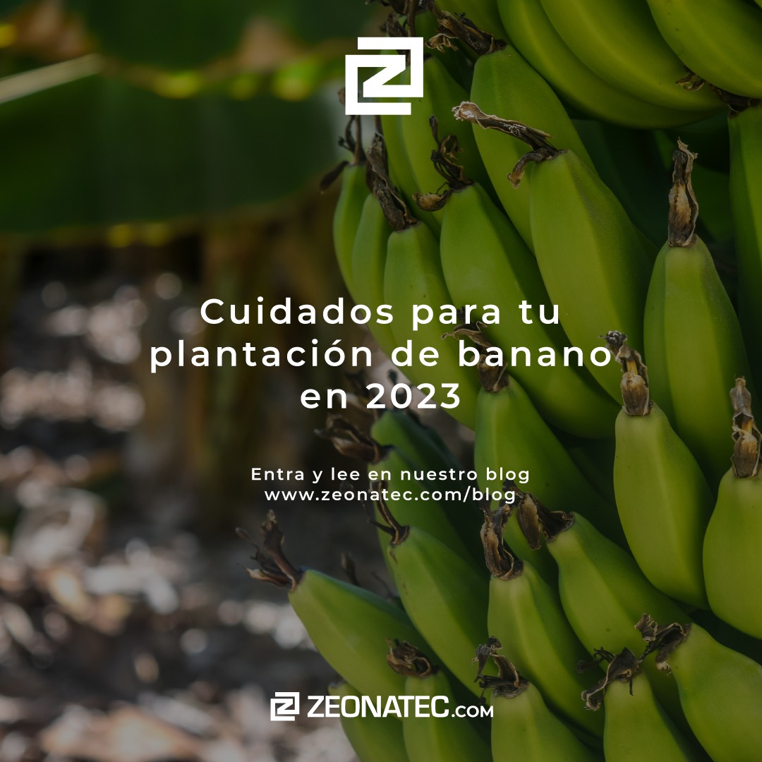 Hay que recordar los cuidados de tu cultivo de plátano, ¿Si lo cuidas como se debe?, mira el link del blog: https://www.zeonatec.com/blog #ultimahora #mineria #agricultura #acuicultura #noticias