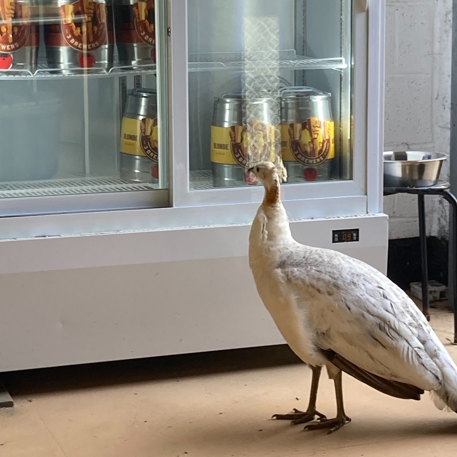 You turn your back for 30 seconds and look round to see one of the farms somewhat underage residents eyeing up a mini keg of blonde ale. A quick reminder of our Challenge 25 policy and our friend was sent packing with a lemonade and a pack of Nobbys Sweet Chilli peanuts.
Anyway, it's a last minute decision but the weather is so lovely I'm opening the taproom on Sunday 12 May from 12 till 4.30-5.00 ish. So pop in for a cool refreshing pint of St Albans finest. And we've got home made Chocolate Brownies from our chum Helen at The Choc Spot. Bosh!
So, to summarise:
Brewery Taproom open Sunday from midday
Right, back to Eurovision. Is anyone else hoping they'll do a tribute to Steve Albini? Actually, it's probably (and by that I mean definitely) not what he'd have wanted. RIP Steve.
The 3 Brewers of St Albans