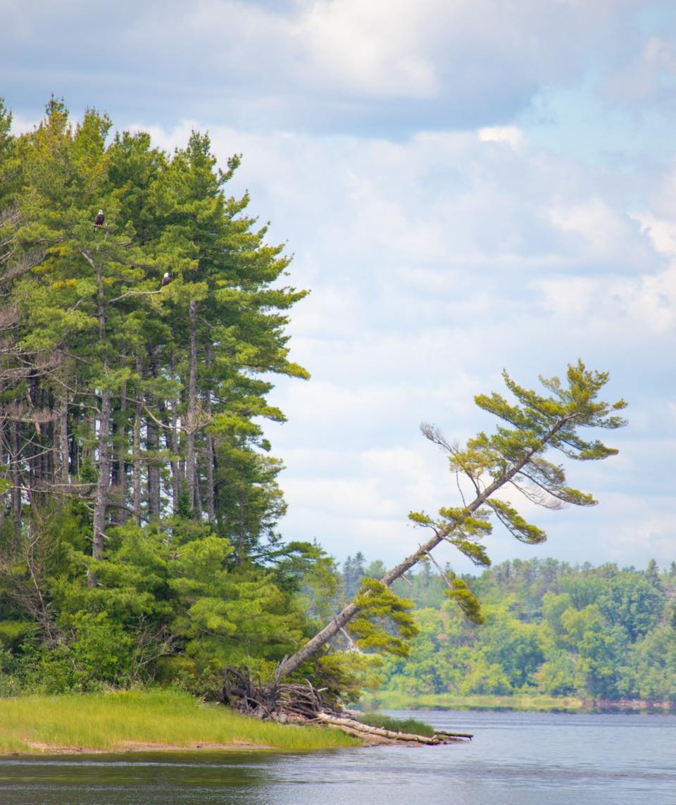 Two of our friends keeping watch over Beaubears Island this weekend! Look closely or you’ll miss them! 🦅