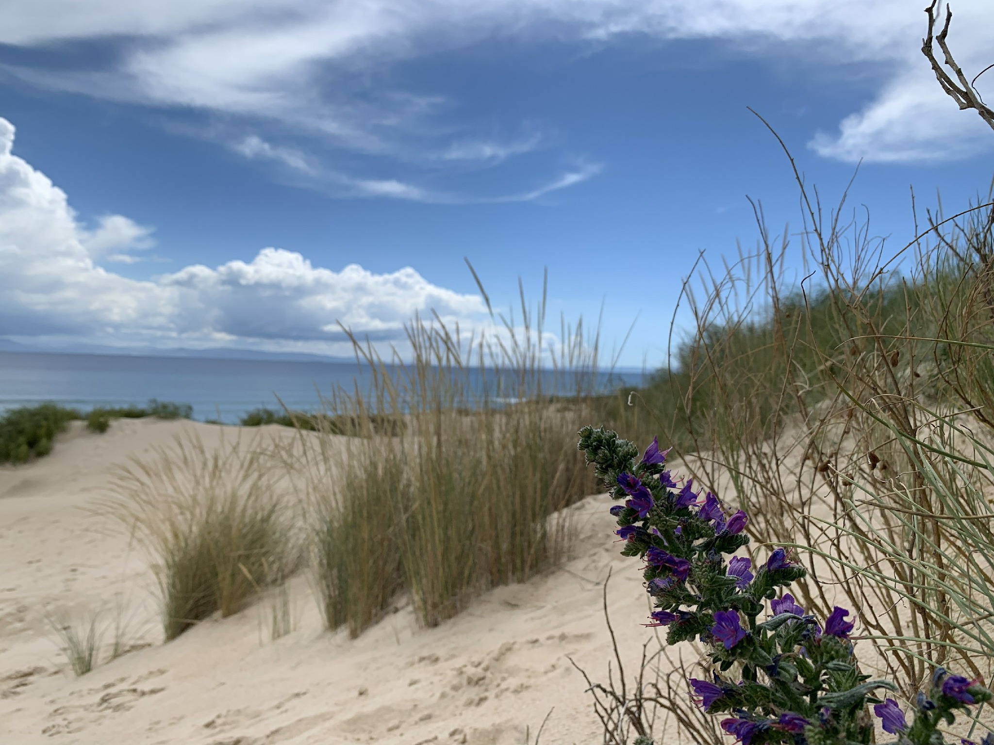 Los Lances beach - natural paradise
#tarifa #playadeloslances #parquedelestrecho