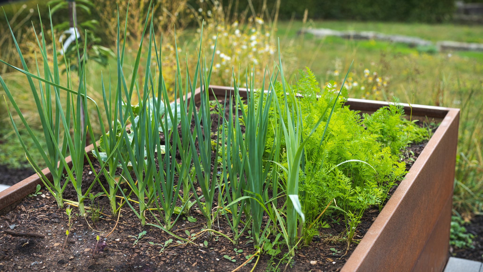 Ären Gaart verdéngt dat Bescht! Mat eisen Corten-Stol-Hochbeeter ass äert Geméis gutt opgehuewen🌱🥕#NaturGenéissen
