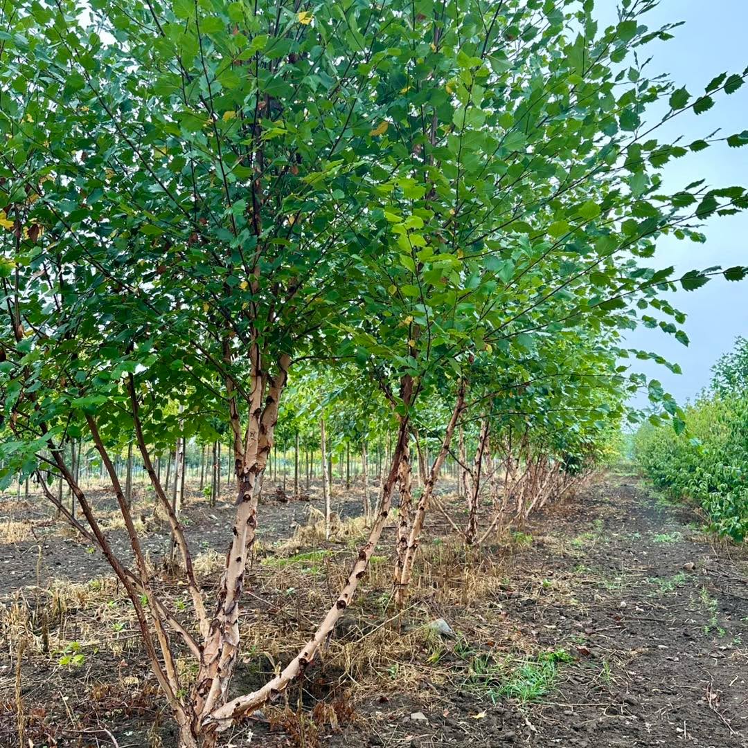 It’s time to think trees! 🌳 If you are planning your backyard oasis or your privacy design. Call us today to discuss! 📞
.
All trees are Ontario grown at our Nursery.
.
.
.
#carpinusbetulus #localtreeservice #treenursey #shoponline #hornbeamhedges #mapletrees🍁 #floweringcherryblossoms #localtreenursery #hornbeams #riverbirchclump #betulanigra #floweringcherrytree #floraefarms #shrubandtreenursery #spring #trees #springtreesofinstagram #springtreeservices #springtreesale