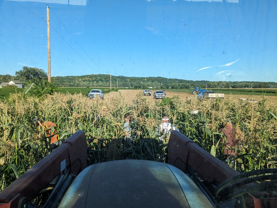 ๐ฝIt's a sweet corn picking party!