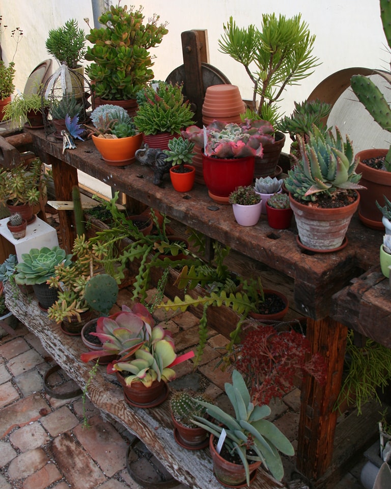 Pflegeleicht, stilvoll und einfach bezaubernd. 🌱💚 Wer liebt Sukkulenten genauso wie wir?"
#PlantLove