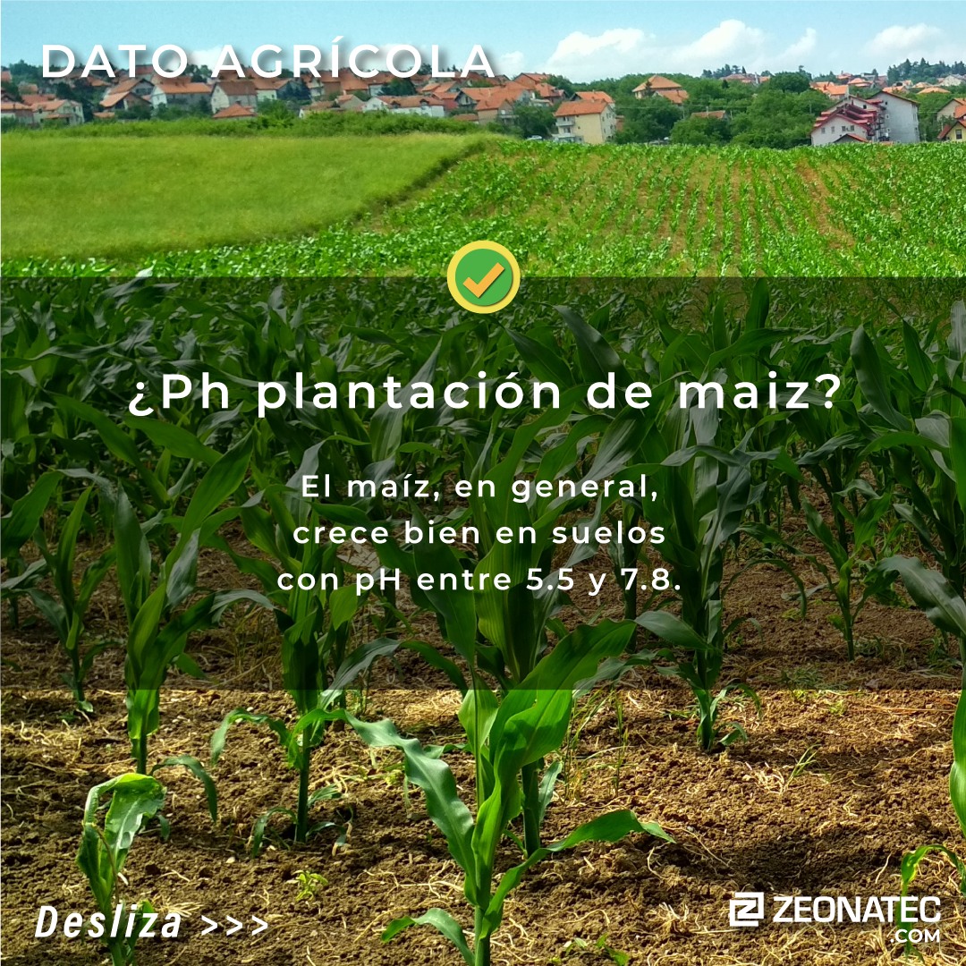 Zeonatec, la empresa líder en tecnología minera para creación de productos de agricultura y acuicultura te trae estos consejos para tu plantación. #ultimahora #mineria #agricultura #acuicultura #noticias