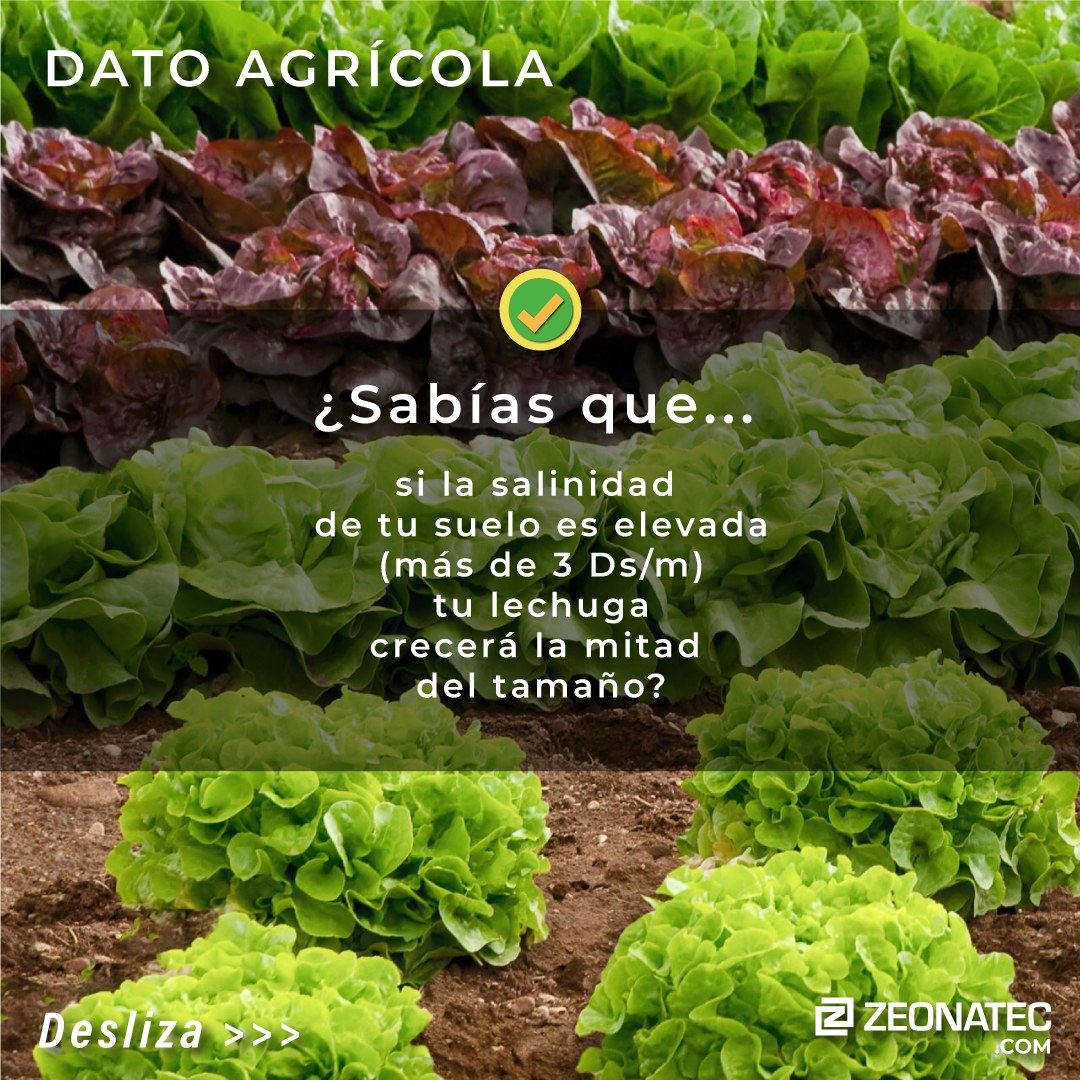 Si tu plantación de lechuga no rinde como debería, este podría ser el problema. #ultimahora #mineria #agricultura #acuicultura #noticias