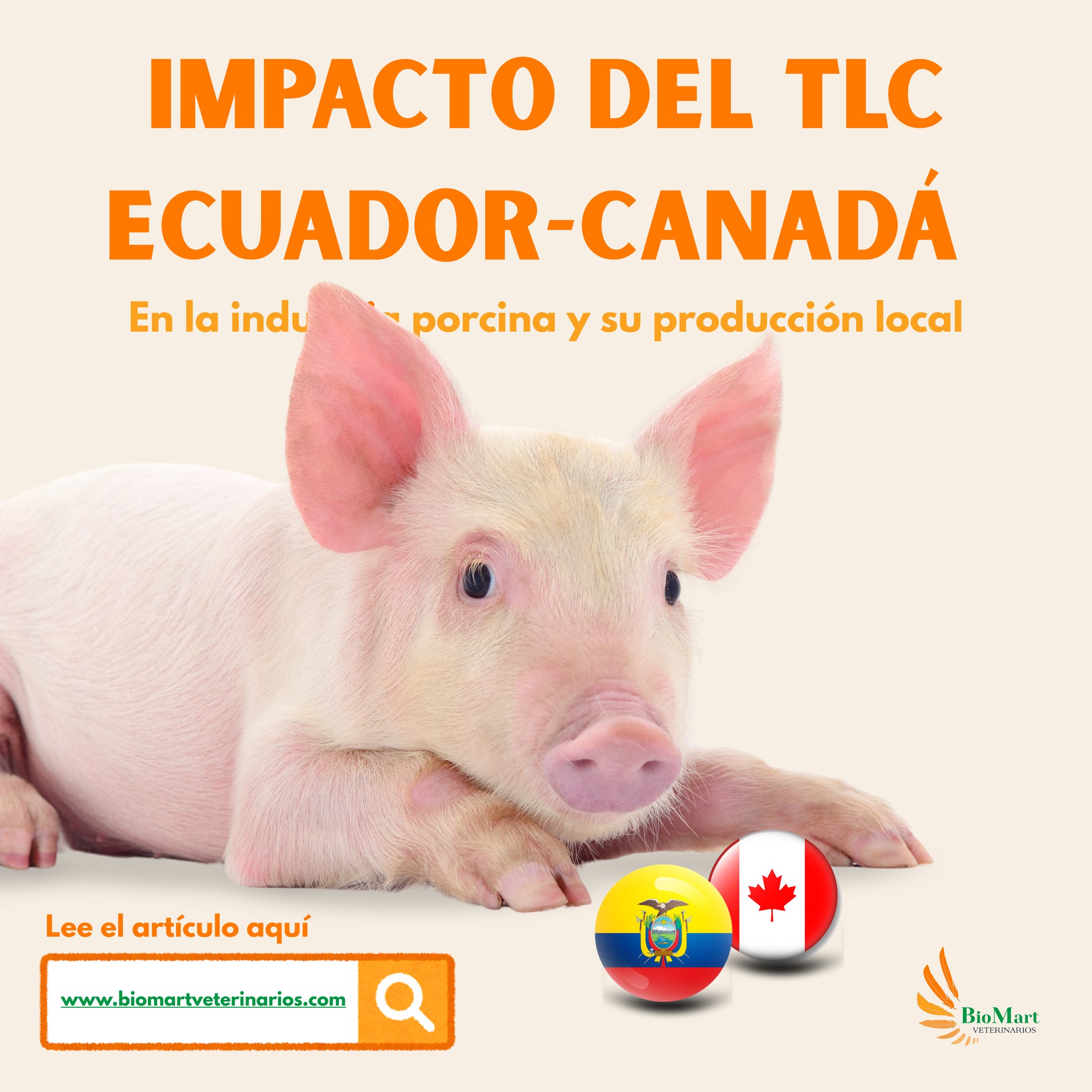 Canadá exporta el 65% de su carne porcina, con apoyo estatal y alta tecnificación. ¿Está lista la porcicultura ecuatoriana para sostener su producción frente a esta apertura comercial? Descúbrelo en nuestro blog. 🐽⚙️
Lee el artículo en nuestro blog:
https://www.biomartveterinarios.com/blog
#PorciculturaEcuador #CompetitividadAgropecuaria #TLC #BiomartVeterinarios #Cerdos #nutricionporcina #seguridadalimentaria #porcicultura #veterinarios