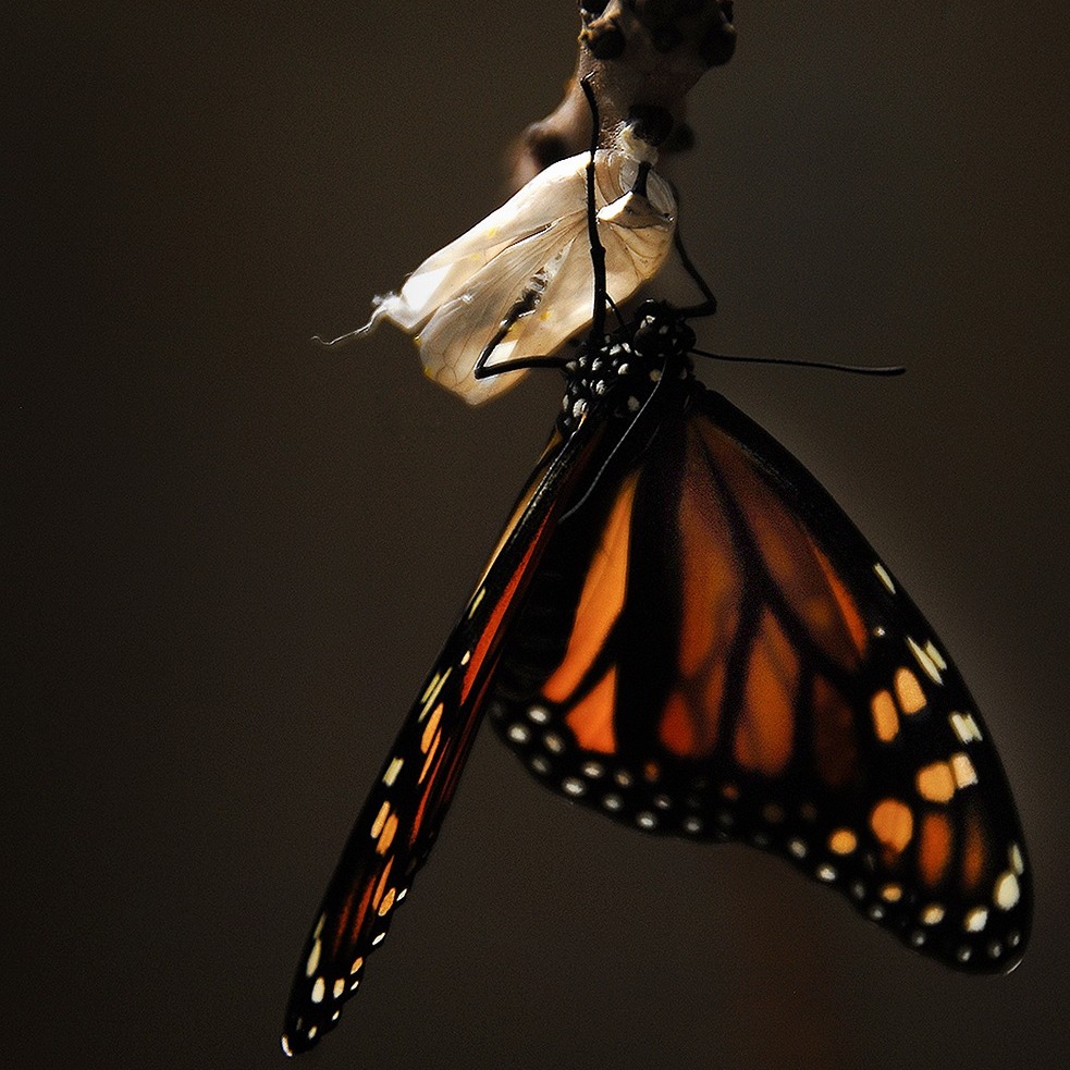 Confucius, philosophe chinois, a dit
"Il n'y a qu'une seule chose dans la vie qui ne change jamais, c'est le changement"
Le changement est souvent associé à une période de transition et il commence à toquer à ma porte pour m'amener vers des nouvelles aventures.
Ainsi, sauf si la vie en décide autrement, à partir de la rentrée 2024 je serais moins présente sur l'Hérault pour m'installer petit à petit dans l'Aveyron ou je compte emmener ma passion pour les plantes à travers différents projets bien au chaud dans mon chaudron.
D'ici là, à un rythme moins intense, je continuerai à proposer différentes sorties tout le long de l'année, les ateliers sur l'usage des plantes médicinales qui auront lieu à @OasisCitadine, les stages "Herboristerie Familiale Pratique" et "Se nourrir et se soigner avec les Plantes" qui auront lieu à @OasisFontmarie, les Trek Autonomie dans les Cévennes et peut être une ou deux nouveautés :)
Pour être au courant des activités, vous pouvez aller sur le site www.naturecomestible.fr et vous abonner à la newsletter.
#naturecomestible #plantessauvages #plantesmédicinales #cueillette #résilience #stageherboristeriefamiliale #trekautonomie #plantes #Autonomie #herboristerie #botanique #bienêtre #santé