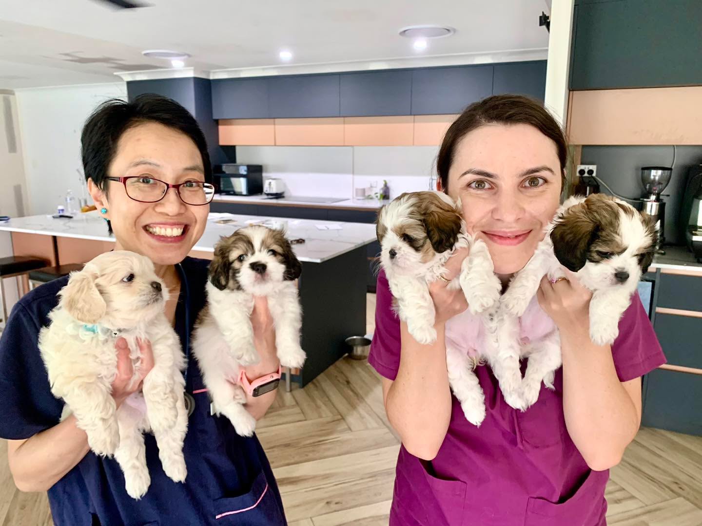 Look at these gorgeous Maltese x Shih Tzu puppies! ๐ถ๐ถ๐ถ๐ถ๐ถ
Dr. Nell and Jess saw them 6 weeks ago when they were just born! ๐ And now they are all grown up and ready to have their first vaccine shot! ๐
They are super duper cute! Their human parents will definitely miss them so much when they are ready for their new home! ๐ก๐ข