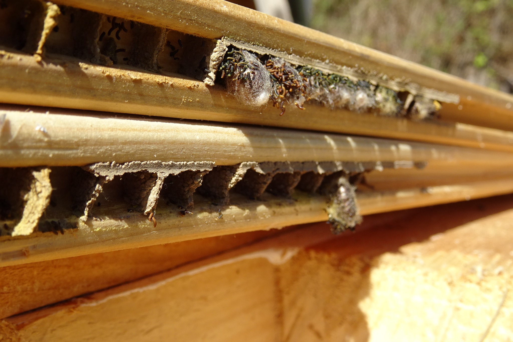 Hôtel à insectes home-made....
Ils savent bien se débrouiller tous ces petits insectes pour créer leur maison ou leur nid- par exemple dans les lambris laissés à l'extérieur :)
Je ne connais pas bien les insectes, quelqu'un connait?
#insectes #naturelife #naturaliste #homemade #hotelinsecte #enthomology