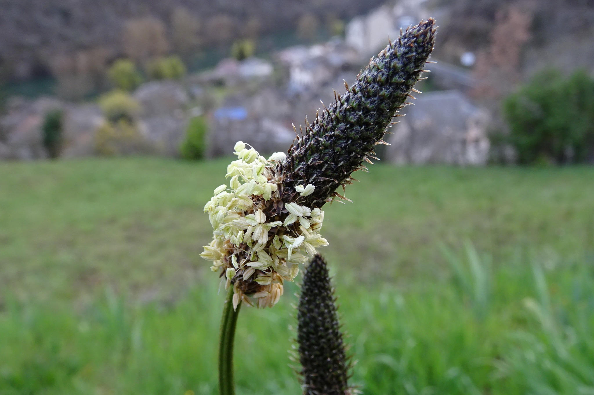 DISCRÉTION :
Tellement discrète pourtant si belle.
La fleur de #plantain n'a pas pour objectif de porter une belle robe colorée pour attirer les insectes pollinisateurs.
Non, le plantain est simple et discret. Sa fleur est pollinisée grâce au vent ( anémogame ) - pas étonnant du coup qu'il fasse partie des plantes allergènes au printemps comme les conifères - ironie du sort c'est un très bon #antihistaminique!
SCOOP ! Cette nouvelle photo fera partie de la troisième version des fiches " Les Implantables" sur lesquelles je suis en train de travailler cet été malgré mon silence.
#plantessauvagesmédicinale #plantessauvages #herboristerie #antihistaminiquenaturel