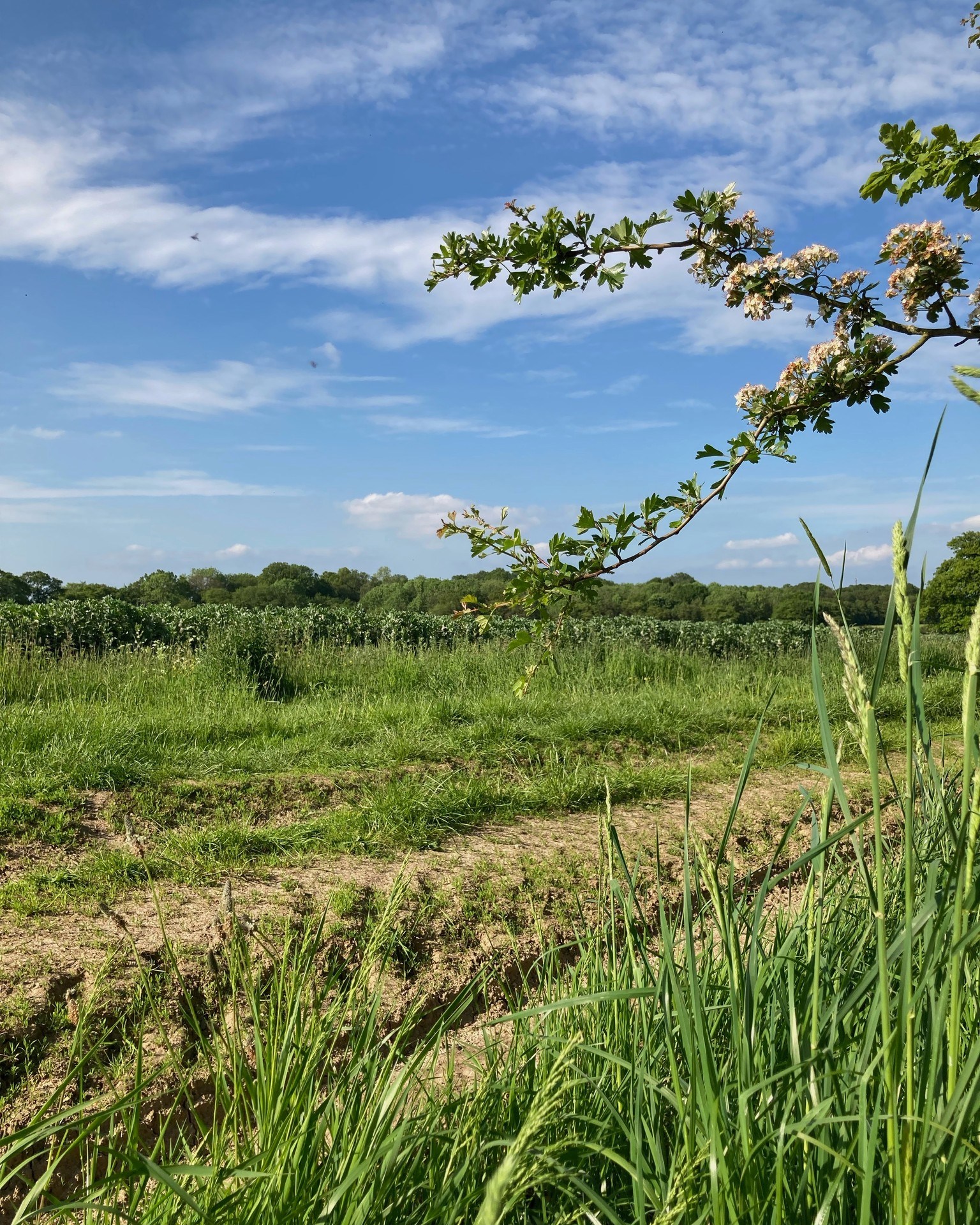 Blimey - the sun's out!
Last minute call, but to celebrate the momentous occasion I'm going all Poldark and will be doing rugged outdoor stuff at the brewery this afternoon*
And that means the taproom will be open!
Sunday 2nd June 12.30 - 5pm
So come over for a walk / bike ride in the beautiful countryside or just pop in for a cold refreshing bevvy.
See y'all soon
The 3 Brewers of St Albans
* For reason of crowd control and to avoid general giddiness, the local authorities have advised me to keep my top on at all times.