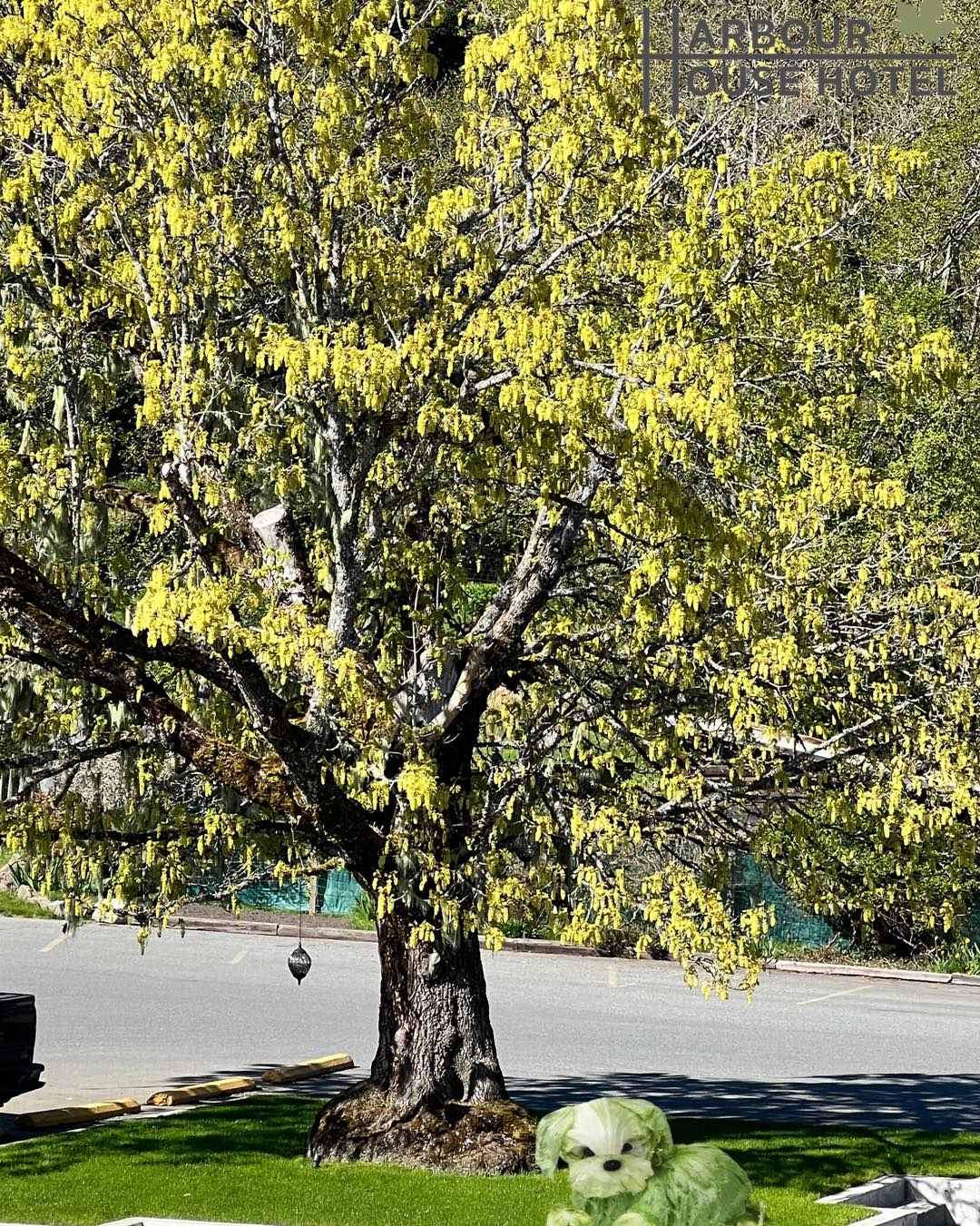 Have you seen this dog! Lettuce know…🥬
The Salt Spring Tuesday Farmers' Market happening today… all the fresh produce you could hope for and more 🧺🌸✌🏼
#farm #farmtotable #harbourhousessi #agritourism #farmersmarket #organic #food #woodleysssi #foodie #saltspringisland #southerngulfislands #hellobc #discoveryourselfhere🏝️