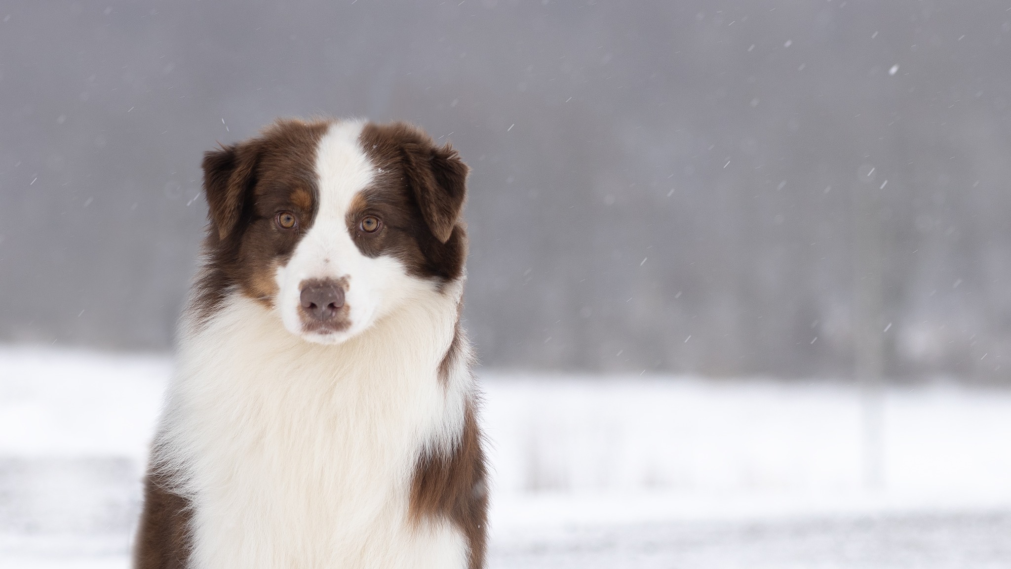 ๐ A Shoutout to Our Ausable River Family! ๐
Since 2010, Iโve had the pleasure of owning and exhibiting this wonderful breed, and working with wonderful families and friends who share my love for Australian Shepherds. My goal has always been to bring these amazing dogs into loving homes, ensuring that every puppy is a perfect match for its new family.
If youโve welcomed one of our Aussies into your life or have worked with me along the way, your feedback would mean the world to me! Your reviews on our Google listing or Facebook page can help others see the dedication, care, and knowledge we put into every placement.
Sharing your experiences could make a huge difference, especially for new families who are just beginning their journey with an #AusableRiverAussie. ๐พ
Thank you all for being a part of this wonderful community!
Google Review Linkโคต๏ธ
https://g.page/r/CSDKZHy2fnnAEBM/review
With gratitude,
Jocelyn Ehgoetz
Ausable River Australian Shepherds Regโd