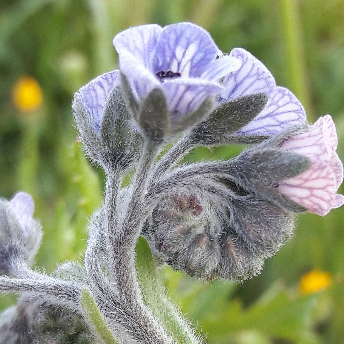 TPE et PME travaillant dans le domaine du #tourisme - #Restauration et #Hébergement - savez-vous que dans le programme #Fondtourismedurable2023 vous pouvez bénéficier d'une #subvention de 2000 euros pour valoriser votre patrimoine naturel?
Si vous avez un parc, un terrain accueillant plusieurs espèces de plantes sauvages, si vous voulez mettre en valeur votre engagement pour la #biodiversité auprès des touristes, vous avez la possibilité d'effectuer un inventaire sur votre terrain suivi de la mise en place d'une signalétique permettant à vous et à vos clients de se familiariser avec les espèces locales.
Si vous souhaitez entreprendre cette démarche, nous sommes en mesure de vous proposer ce type de prestation et serons ravis de vous accompagner dans la mise en valeur de vos jolies petites plantes :)
Les informations et conditions sur le dispositif Fond Tourisme Durable sont téléchargeables ici :
https://agirpourlatransition.ademe.fr/entreprises/sites/default/files/conditions-eligibilite-financement-fonds-tourisme-durable-25.pdf