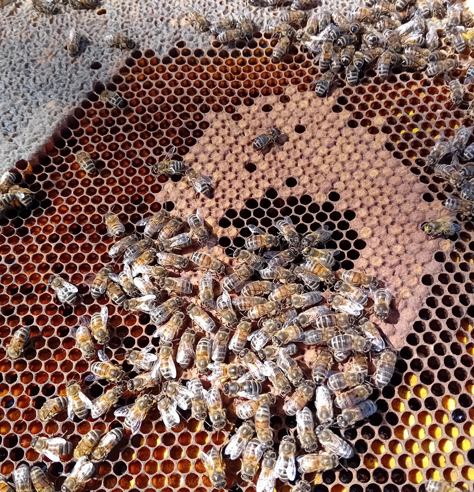 The bees are developing well so far this season.