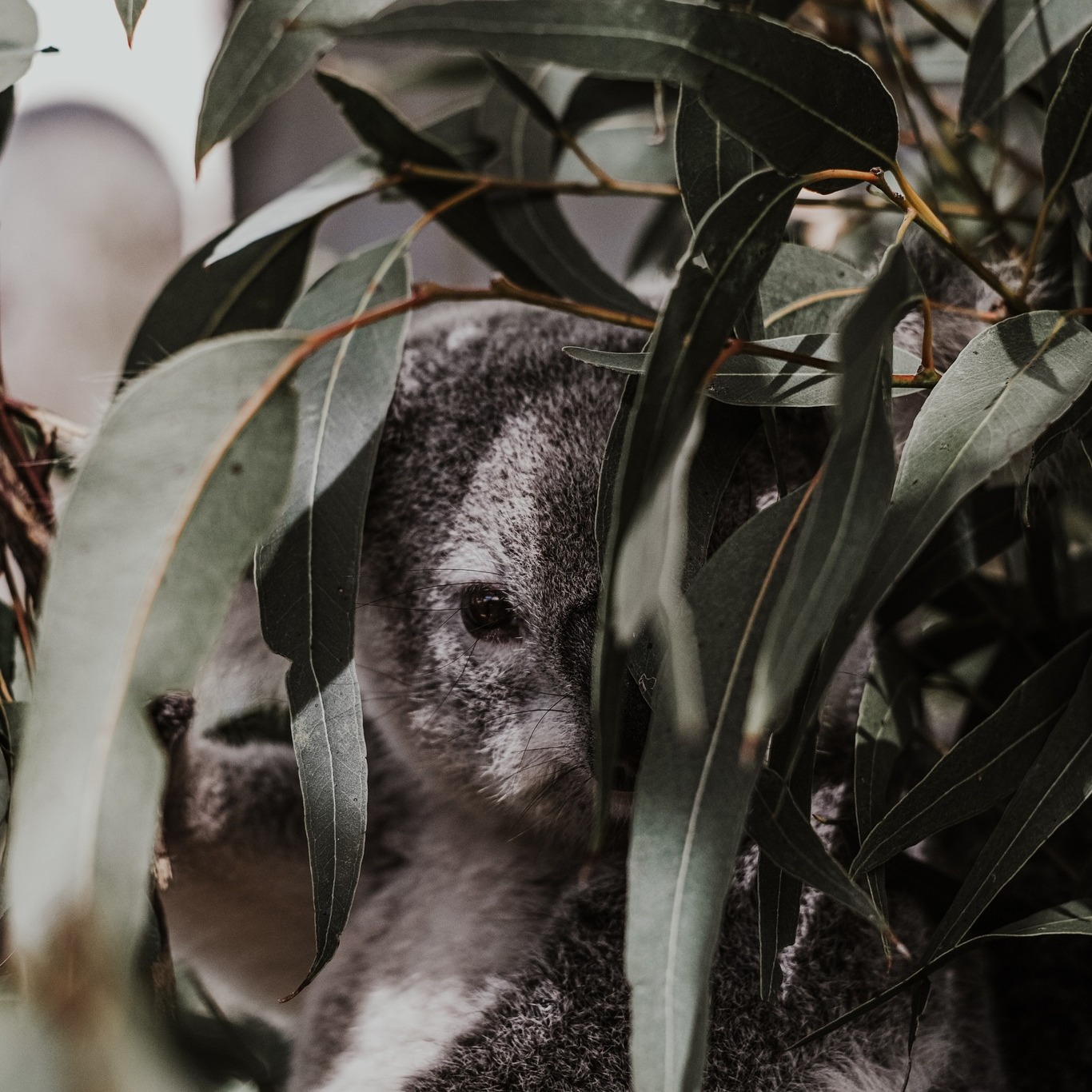 🌴 L'eucalyptus radié (eucalyptus radiata sous espèce radiata) est appréciée des enfants pour son odeur fraîche et sa grande tolérence et sa souplesse d'emploi.
📣 Pensez tout de même à la diluer avec une huile végétale !
💙 Australie, famille des Myrtacées, distillation de la feuille
🤒 Expectorante, renforce le système immunitaire, antivirale et antiseptique. Grippe, rhume, congestion respiratoire chronique, fatigue chronique.
💡 Utilisation en friction sur les avants bras ou sous les pieds.
Inhalation pour dégager les voies respiratoires (dans un mouchoir est respirer au besoin ou eau chaude), sur le thorax et le dos en cas d'encombrement respiratoire, en diffusion (agrumes ou huiles anti-infectieuses)
🍂 Simple et efficace contre les rhumes : eucalyptus radié en olfaction au besoin pour décongestionner la sphère ORL, application 2ml ravintsara 2ml eucalyptus radié (expectorante pour sortit l'agent pathogène)
❌ Attention aux asthmatiques en crises et les épileptiques (beaucoup d'oxydes)
http://keiko-shiatsu.com
#keikoshiatsu #shiatsulyon #bienetrelyon #doinlyon #aromatherapielyon #massagelyon #santenaturelle #huileessentielles #energetiquechinoise #medecinechinoise #acupression #developpementpersonnel #sérénité #psychologiepositive #moonclublyon #formationaromatherapie #holistique #soinénergétiquelyon #santementale