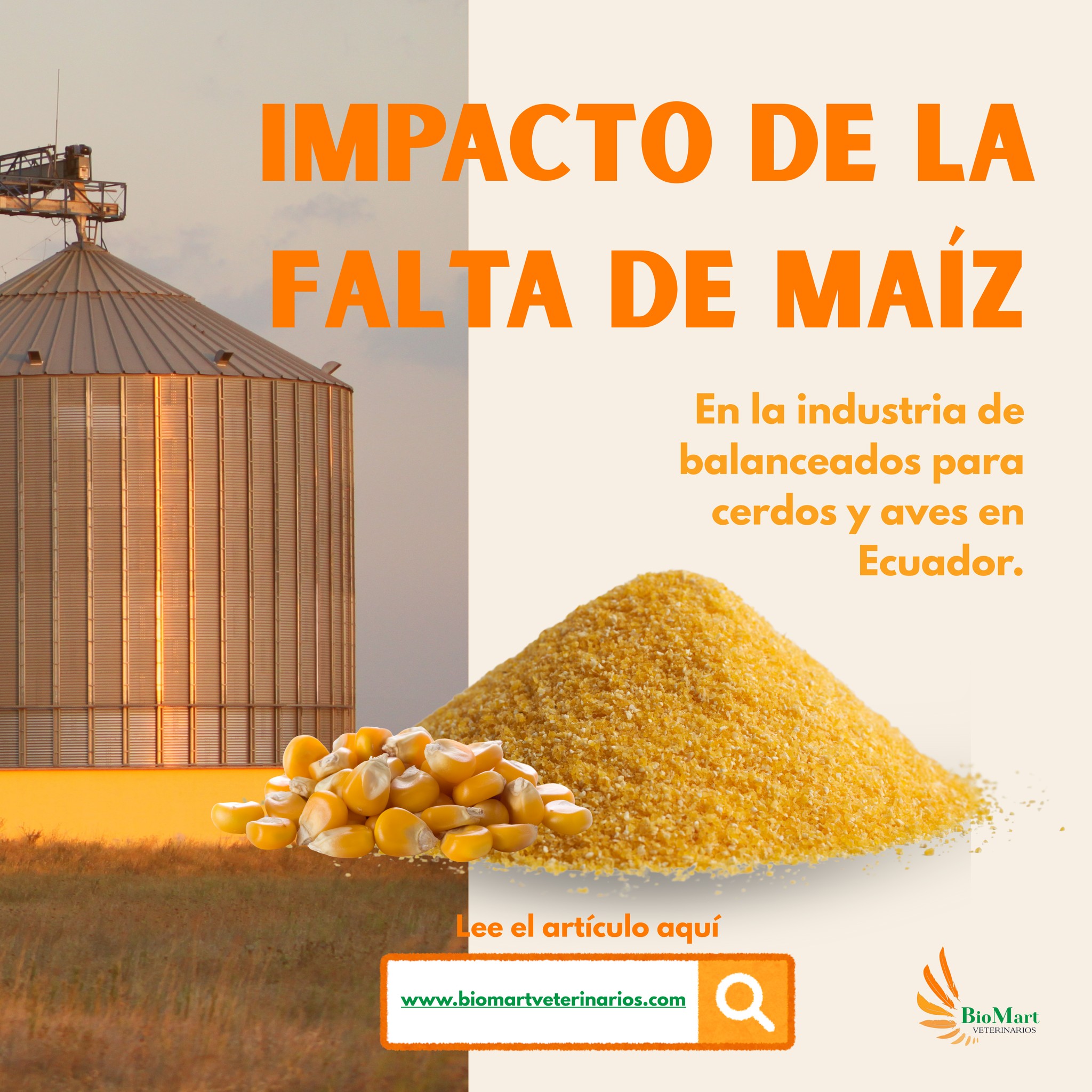 🐷🐔 El 60 % de la dieta de pollos y cerdos depende del maíz.
Hoy enfrentamos una crisis que afecta su alimentación, salud y productividad.
🌽 Te contamos todo sobre el impacto de la escasez de maíz en Ecuador.
📲 Link en de nuestro blog: https://www.biomartveterinarios.com/blog
#avicultura #porcicultura #nutricionanimal
#Cerdos #NutriciónEficiente #avicultores #veterinarios #biomartveterinarios #seguridadalimentaria