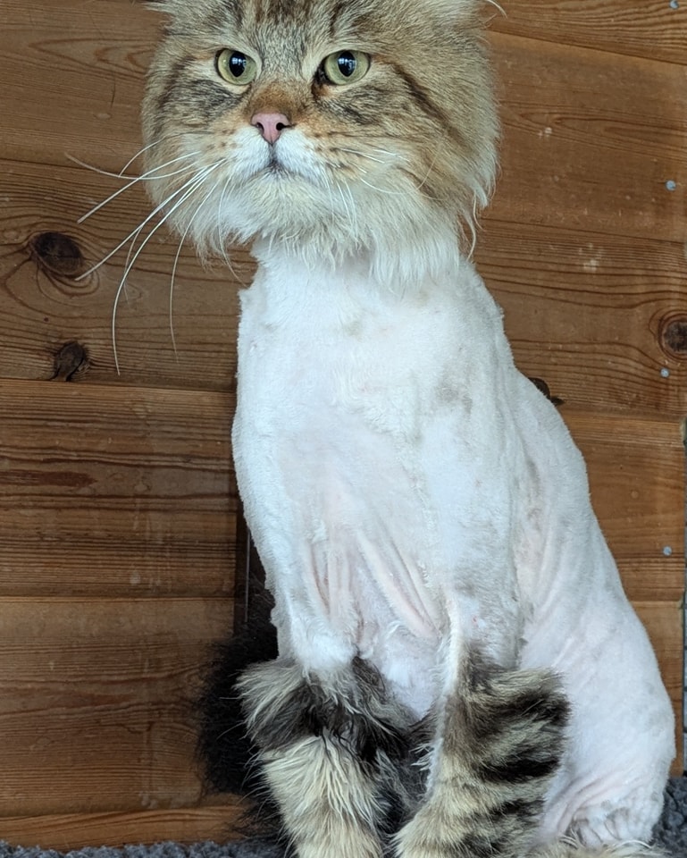 Well look at Marshall with his summer ready body , he looks like he's wearing boots.
Marshall was neutered yesterday and had to have a full shave due to the state of his coat being so matted and stinking of urine. He also had urine burns on his skin which has now been treated , he was at the bottom of the stacked cages and so was sprayed on by the other unnuetered boys at the property.
Marshall was a huge hit at the vets where they said he was so incredibly friendly all he was bothered about was having cuddles.
I must say he feels and smells so much better now , his coat will soon grow back, no more living in cages used as a money machine , he has shed not only his coat but his old life , it's onwards and upwards for this gorgeous boy.