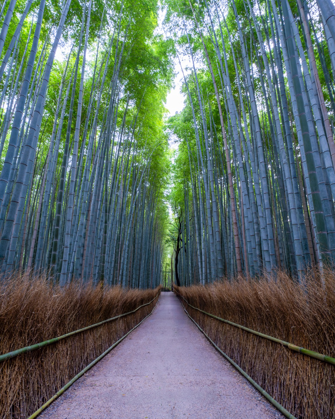 Ever seen photos of that dreamy bamboo forest in Kyoto and thought, 'no way that's real'? Trust me, Arashiyama Bamboo Forest is even more magical in person! On our Japan Autumn Photo Tour, we'll sneak in during that perfect morning light—you know, when the sun cuts through the towering green stalks and everything glows? That moment when you first look up and can't even believe your eyes (or your camera)! We'll be there before the crowds rush in, so you'll have space to play with compositions and really soak it all in. The way the light filters through the bamboo is something that'll stick with you forever.
Shot with Sony A7RV with 16-35 GMII #Sonydiadvocate #teamsony
More tours and info on my website