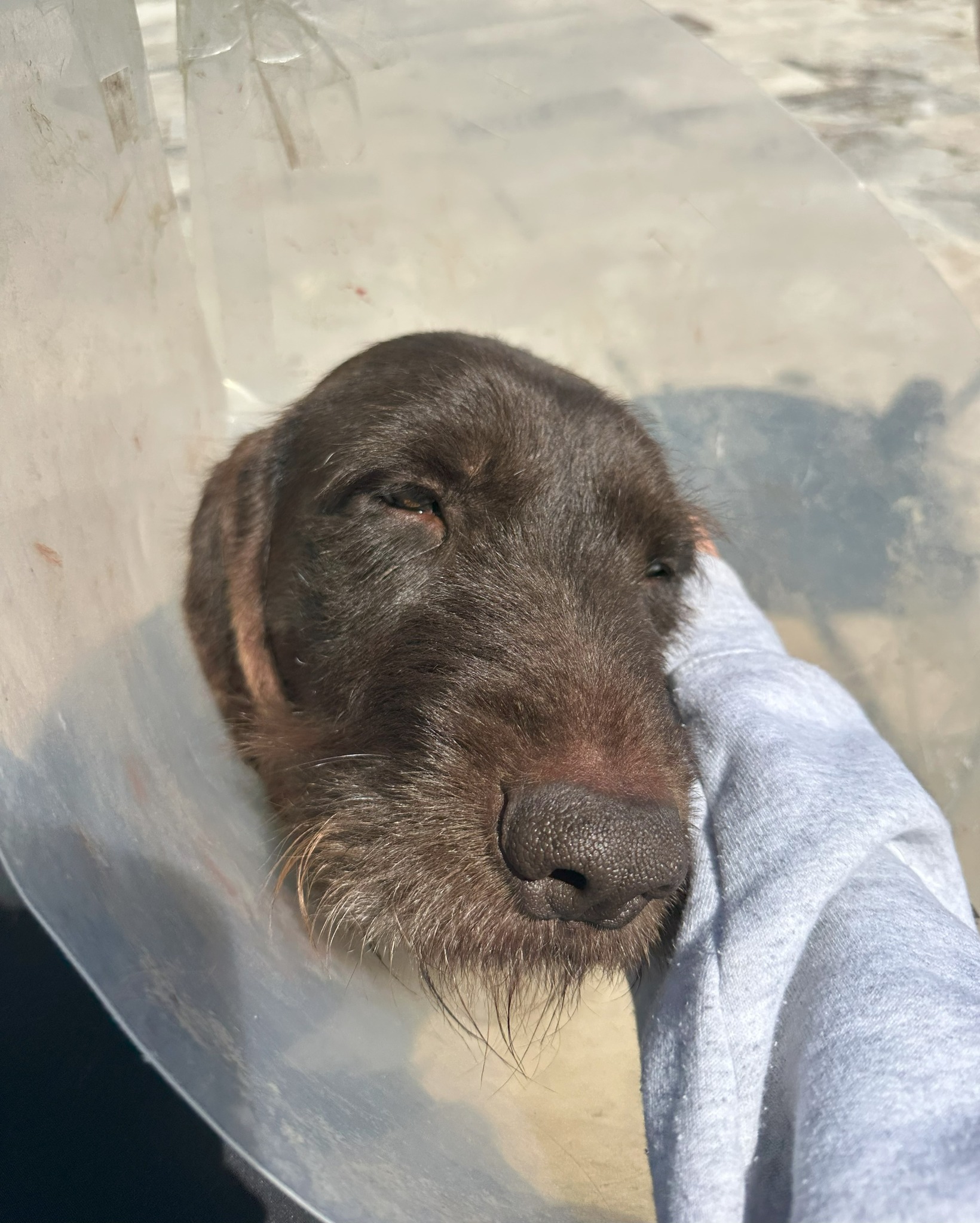 Poor Tench had a cut on his ear that was taking its time to heal! He got plenty of love and attention during our visit to help him feel better. And of course, Marshall was being his usual adorable self too! 🐾❤️
#MSAHS #petsitting #animals #dogs #maryland #easternshoremd