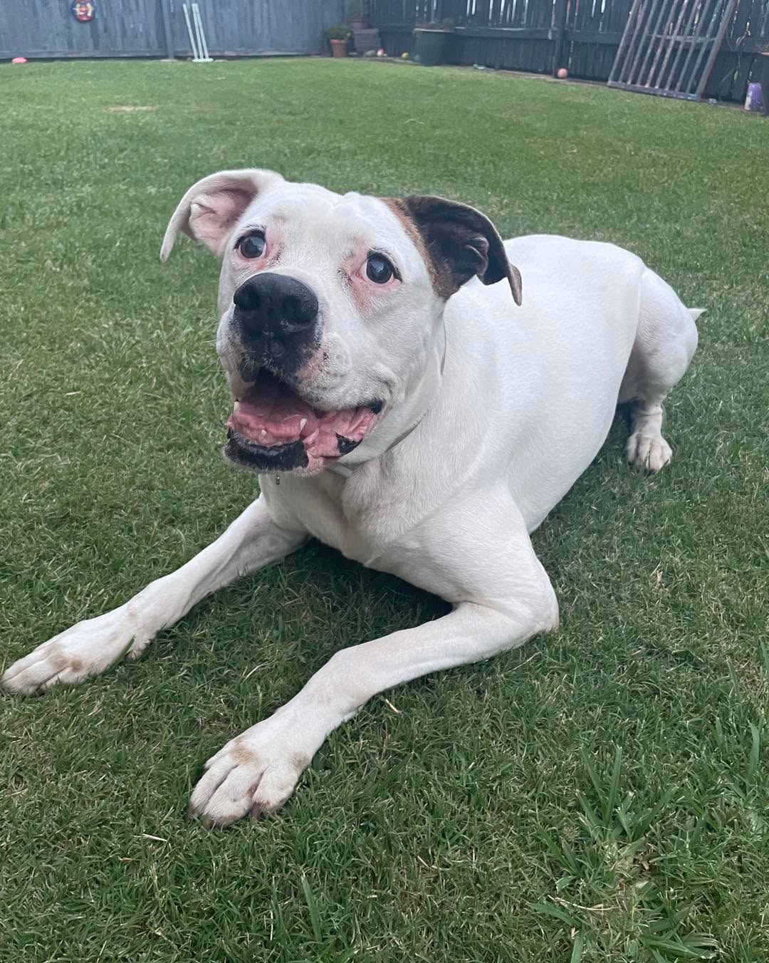 ๐ฆด๐พ TPLO Surgery for Cruciate Disease: Helping Your Dog Run Free Again! ๐พ๐ฆด
Is your dog struggling with a cruciate ligament injury? TPLO surgery is a game-changer for many pups! ๐ถ๐ช
Here's the story of Dakota: ๐ถ
Dakota started limping on her right back leg after playing in the yard. Our team took some Xrays of her leg and confirmed cruciate disease. โค๏ธโ๐ฉน Dakota then underwent TPLO surgery at our Boondall Clinic. She has now made a markable recovery! ๐๐ป
โจ What is TPLO? Itโs a specialised surgery to stabilize the knee after a cruciate ligament tear, allowing dogs to regain mobility. โจ Recovery: With the right care and physical therapy, most dogs are back to their playful selves in 12 weeks! โจ Why itโs awesome: TPLO surgery helps dogs to regain their full leg function, and gives your dog a chance to enjoy an active life again. ๐ ๐จ
๐๐ Seeing your dog back on their paws is the best reward! If your dog is showing signs of limping, talk to us today to help your furry friend run happy and pain-free again! ๐พ๐ฅฐ
#brisnorthmobilevet #boondallvet #mobilevetbrisbane #mobilevet #TPLOrecovery #dogcare #petcare #mobilevet