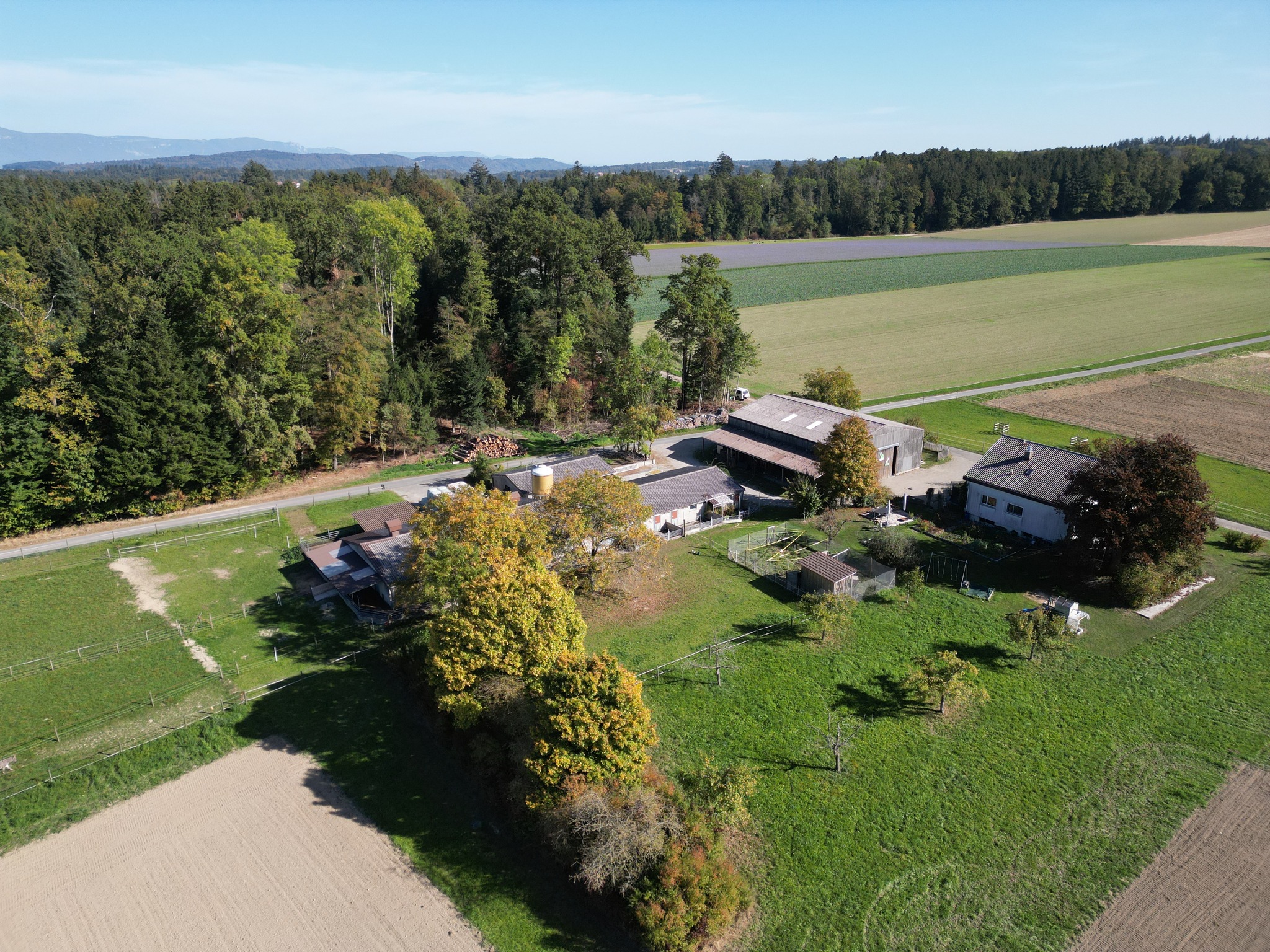 "Klassische-Metzgete vom Säuli"
"Das Säuli macht den Anfang" - alt bewährt, dementsprechend starten wir auch in diesem Jahr in unsere Metzgete-Saison mit dem Säuli🐷!
Anders, als in anderen Jahren dürfen wir uns dieses Jahr auf ein "Klassische" Säuli-Metzgete freuen! 😋
Am Freitagabend, 23. Februar sowie am Sonntagmittag, 25. Februar kommen alle Fans von Blut- & Leberwurst, Speck, Gnagi, Sauerkraut & Bohnen auf ihre Kosten!
🍖🍗
Das Säuli erhalten wir dieses Jahr von der Familie Hofer aus Schüpfen @biohofer_schuepfen . Vor Ort durften wir uns ein Bild vom Hof machen und freuen uns über ihren Besuch am Sonntagmittag, 25. Februar und bedanken uns für die tolle Zusammenarbeit😃
Wir haben an beiden Daten noch einige freie Plätze - reserviere dir jetzt deinen Tisch👇!
📅: Freitag, 23. Februar, ab 18:00 Uhr & Sonntag, 25. Februar, ab 12:00 Uhr
📧: info@freibank.ch
📞: 031 333 14 40
Weitere Metzgete-Daten 2024:
22. März: Allerlei vom Aubrac-Rind
19. April: Allerlei vom Poulet
03. Mai: Allerlei vom Heidschnucken-Lamm
24. Mai: Allerlei vom Toggenburger-Gitzi
11. Oktober & 18. Oktober: Allerlei vom Hirsch
25. Oktober & 01. November: Allerlei vom Reh
#freibankbern
#wankdorfcity
#metzgete
#urchig
#essenbern
#eatlocal
#drinklocal