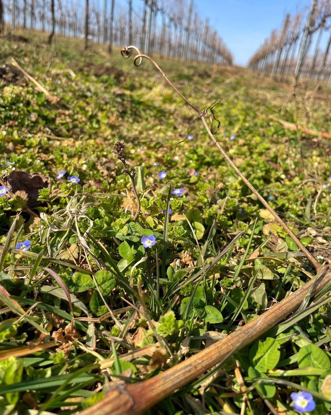 Zartduftender Vorgeschmack auf den Frühling.. 😊 #Weingarten #Frühlingserwachen #Naturpur