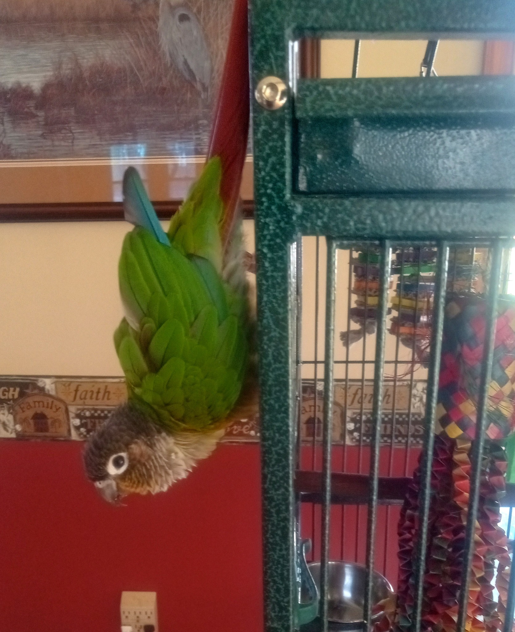 Welcome Verde the Green Conure to the MSAHS family! Dani has spent a few times with Verde now. He's starting to warm up and do his flirtatious bowing. He is such a sweetie đ
#MSAHS #greenconure #parrot #animal #petsitting #bird #maryland #easternshoremd
