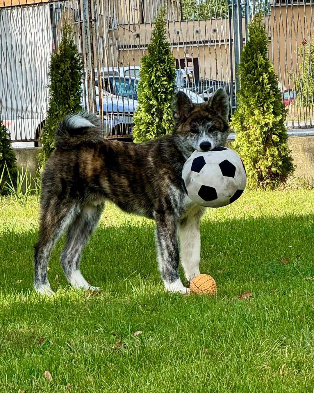Szykujmy się na delikatne zmiany w kadrze , młoda krew napewno się przyda reprezentacji 😅 kochany Haru nie przestaje zaskakiwać 🥰⚽️ #reprezentacjapolski #pilkanozna #pzpn #akitainu #sporttozdrowie