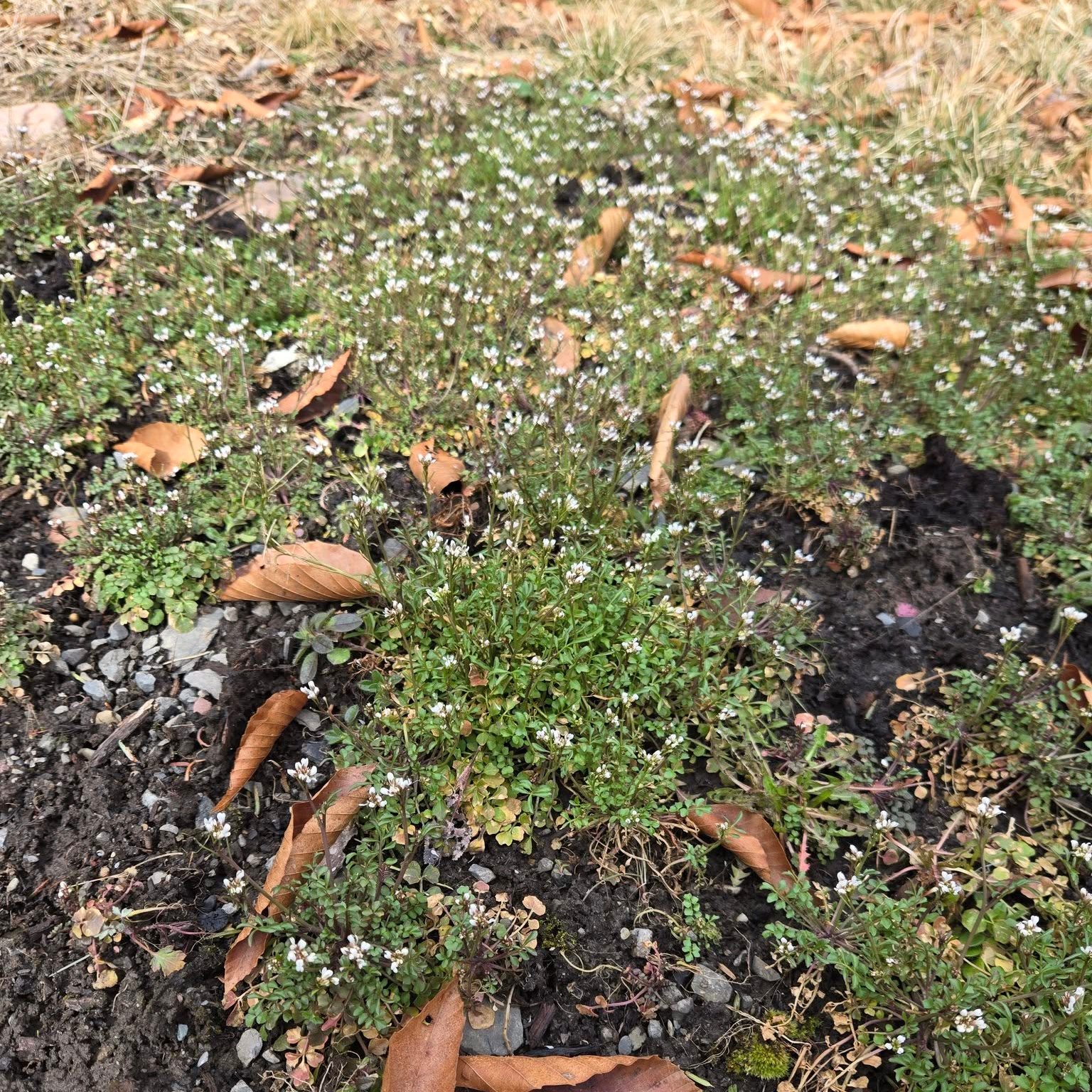 🌱 First flowers.
🐸 Frog eggs in the pond.
🐴 A gentle hello to Trouble.
Just a few signs that spring is here—and our little explorers are noticing every one. 💚
#FirstFlowers #SpringMagic #FrogEggs #DailyTrouble #ValleyMoments #TheValleyFellowship #CuriousMindsEndlessPossibilities
#FirstFlowers #SpringAwakening #DailyTrouble #FrogEggs #NatureWithKids #TheValleyFellowship #CuriousMindsEndlessPossibilities