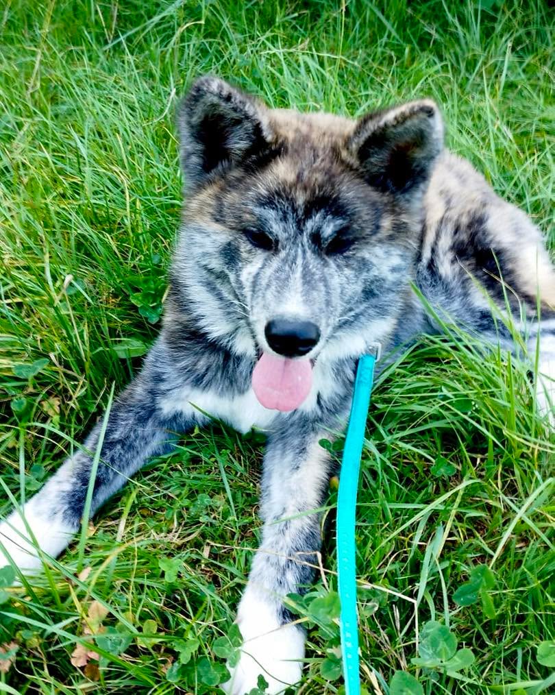 Aaa i chcecie powiedzieć, ze jest Wam gorąco w te upały ? 😵💫🥴🫣🤣 #pieskiezycie #upaly #futro