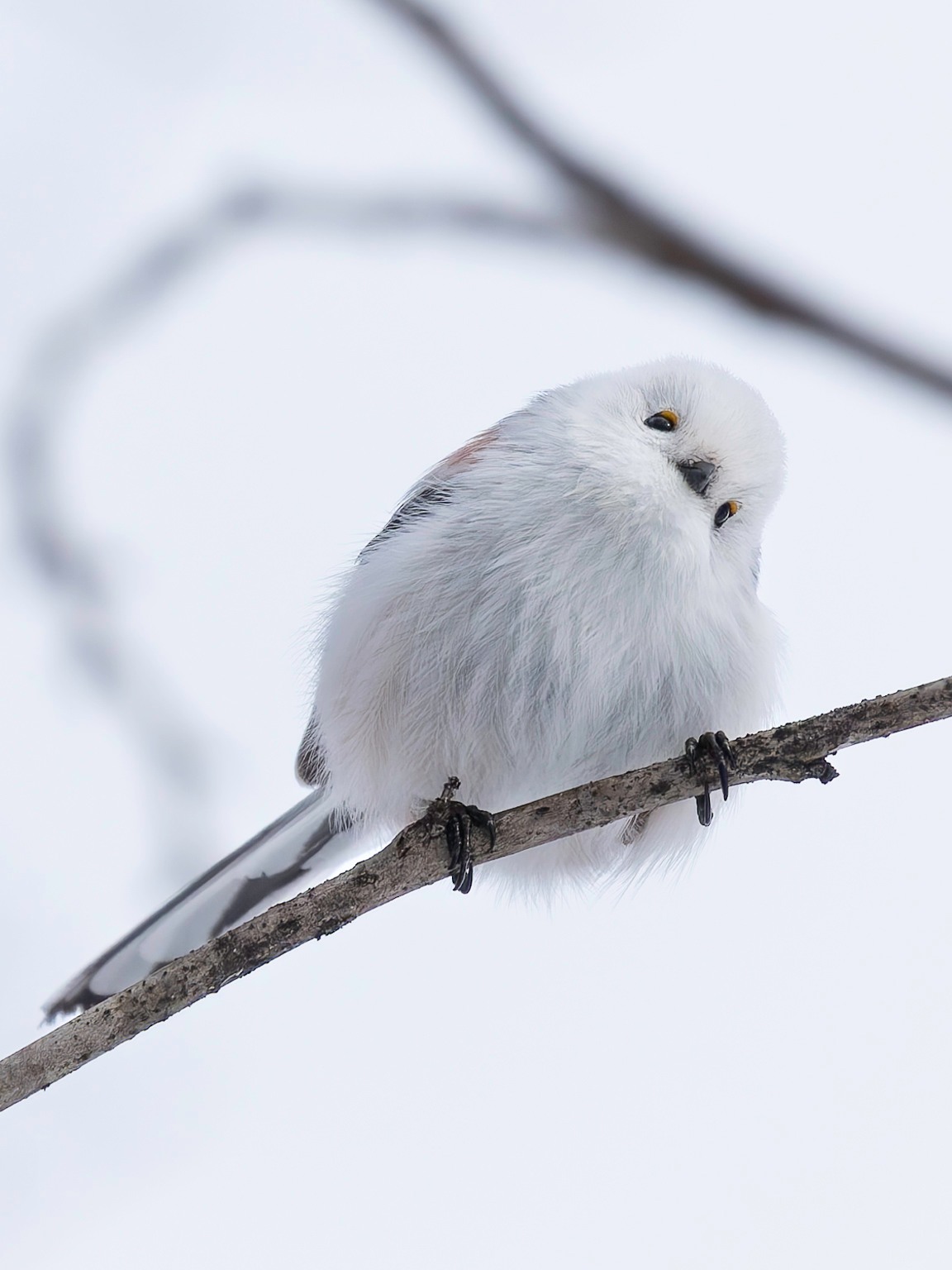 Even though there are bigger more famous birds in northern Japan during winter that draw an audience, the long tailed tit (Shima Enaga) has become known as one of the cutest birds on earth.
Snow Fairy captured with Sony A1II with 100-400GM #sonydiadvocate #sonyalpha #teamsony