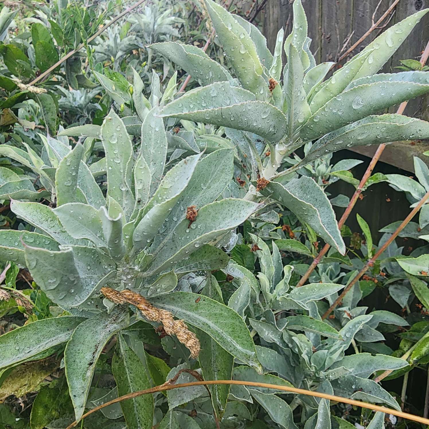 SALE! All of our loose leaf white sage is half off!
The white sage we carry comes directly out of my backyard (or out of the home garden of a friend). It's grown with lots of love, and it's harvested with care and respect. White sage is extremely endangered in its natural habitat, so I'm delighted to share this sacred plant in a way that actually honors the spirit of the plant and doesn't threaten its existence.
If you're going to use white sage, please - KNOW WHERE IT COMES FROM. Grow it yourself OR get it from someone (preferably someone NATIVE) who grows and harvests it properly.
It absolutely does matter where it comes from. If you buy sage that is mass produced and came from plants that were poached from their natural habitat and overharvested, then you're contributing to its extinction and you're better off finding an alternative (there are plenty).
Just a reminder, when you shop in my store you can be sure that I've thoroughly vetted where EVERYTHING we sell comes from. You can shop our supply of ethically grown and harvested white sage in the store or on our website.
🖤🖤
.
.
.
.
.
#WhiteSage #EthicalSourcing #SustainablyGrown #SacredHerbs #NaturalHealing #WitchcraftSupplies #MetaphysicalShop #SpiritualJourney #SupportSmallBusiness #ConsciousConsumer #EcoFriendly #HolisticLiving #PlantMedicine #RespectTheEarth #MindfulShopping #AlternativeMedicine #GreenWitch #NatureLovers #WitchcraftCommunity #SpiritualAwakening
