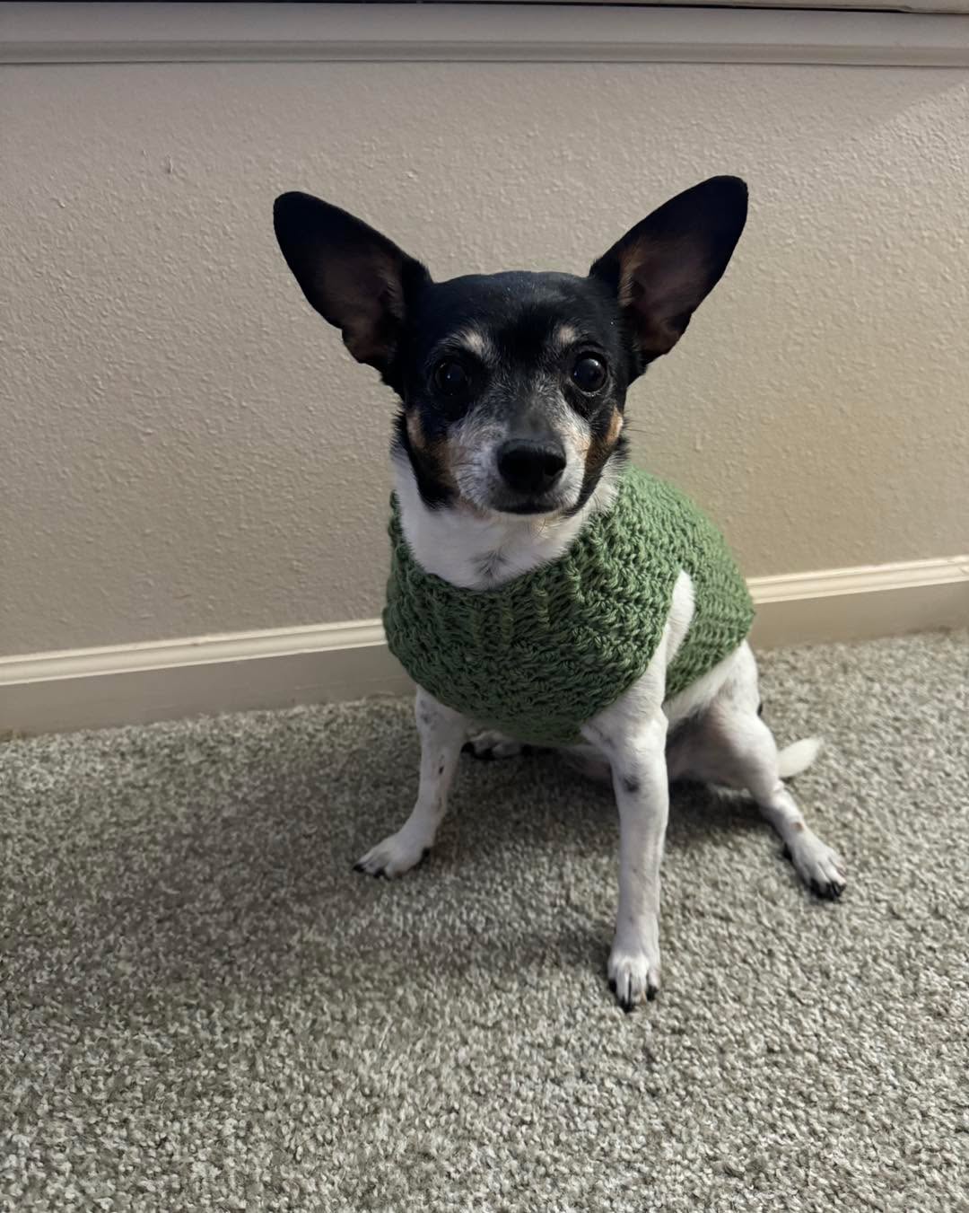 Pepper loves her sweaters! Your fur baby can have one too at EncyDesigns.com!
#ilovemydog #dogsweater #nebusiness #handmade #petsweater #dogclothes #puppysweater #handmadeisbetter