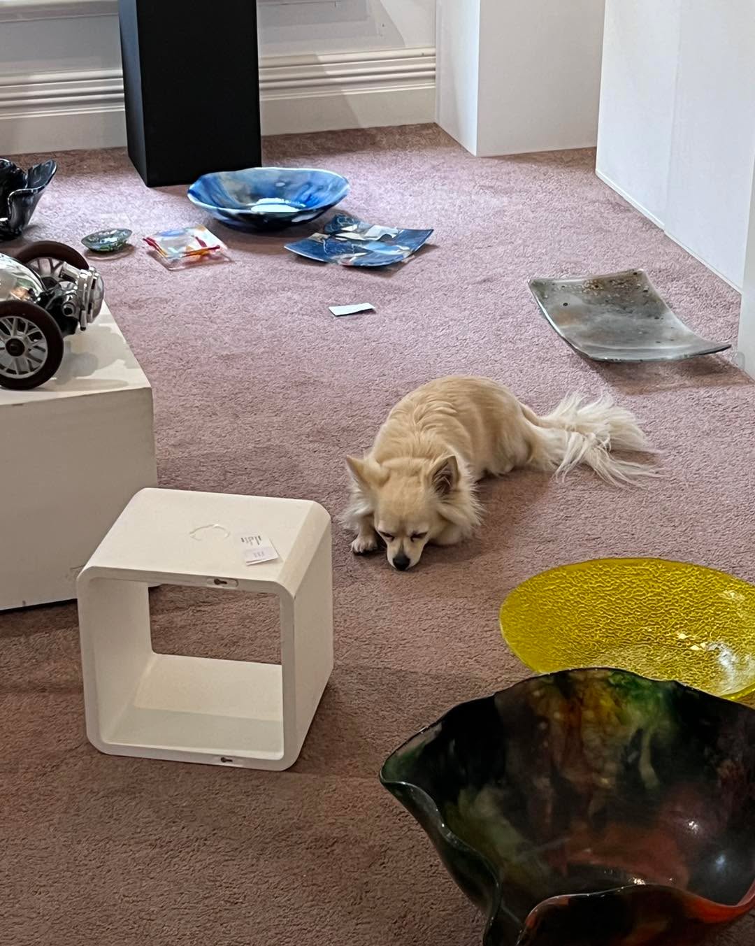 Before and after. No wonder Buddy is flaked out. Getting there! Will be ready for Saturday Mundaring Hills Open Studios More to come when we’ve finished.