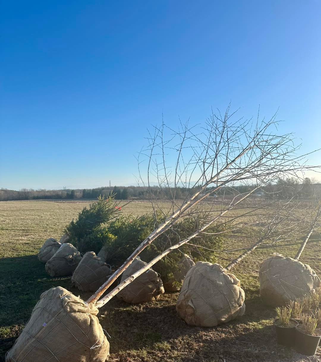 Currently digging spring orders! This order is dug and ready for pickup. Ivory Silk Lilac trees, White Birch clump and Serbian Spruces. 🌳
.
.
.
#betulanigra #localtreenursery #localtreeservice #treenursey #spring #shoponline #riverbirchclump #springtreeservices #springtreesofinstagram #springtreesale #plantatreeday #plant #birch #riverbirch #TulipTrees #floraefarms #serbianspruce